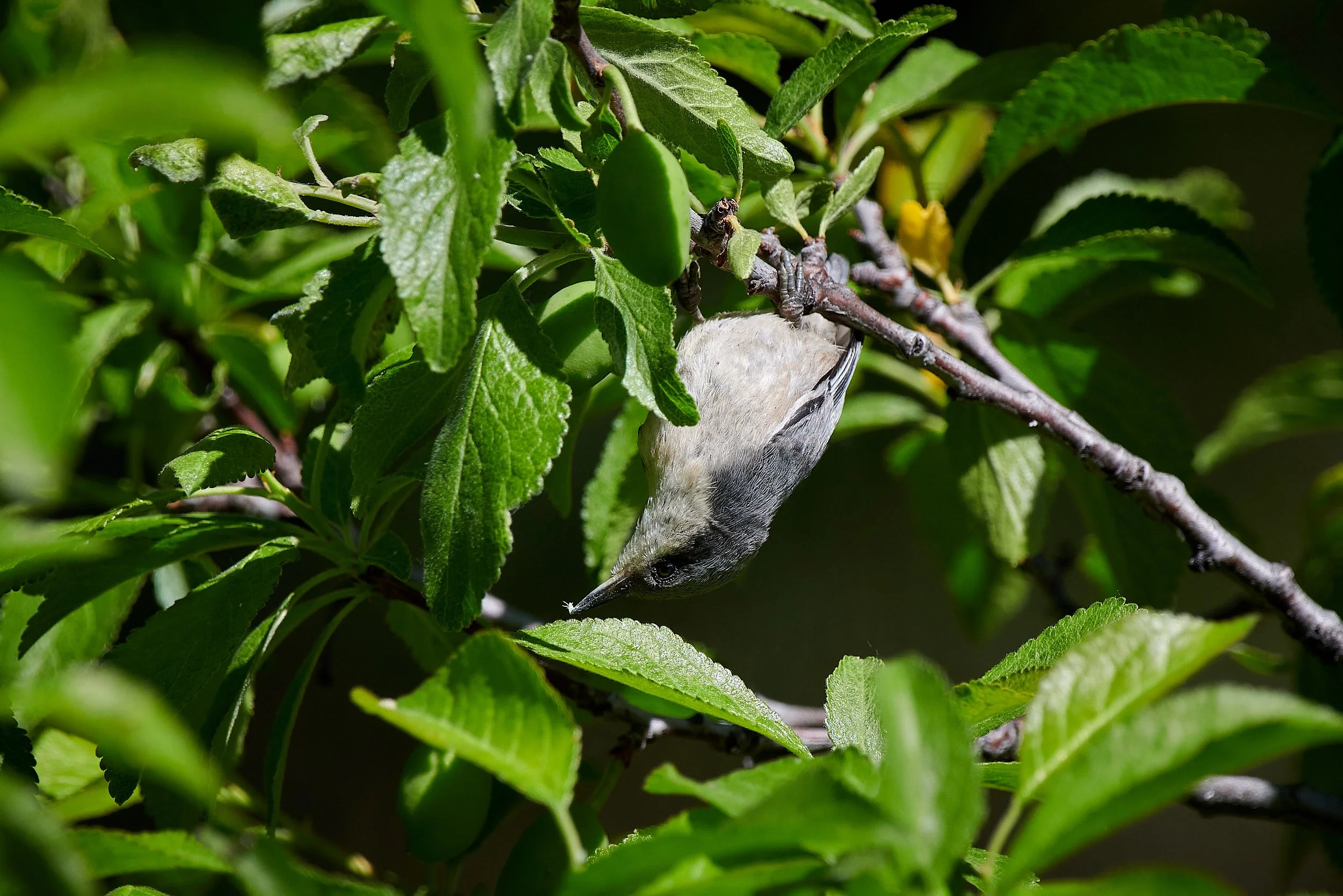 Pygmy Nuthatch H.jpg
