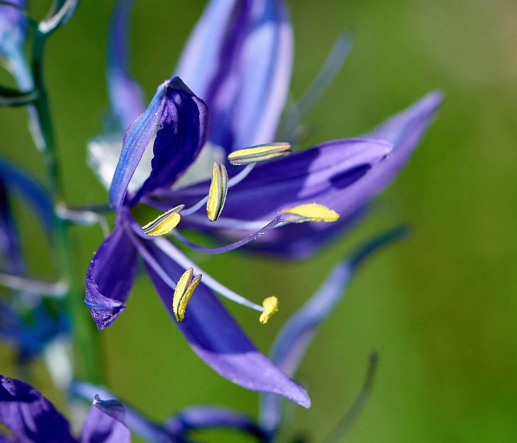 Blue flower H.jpg