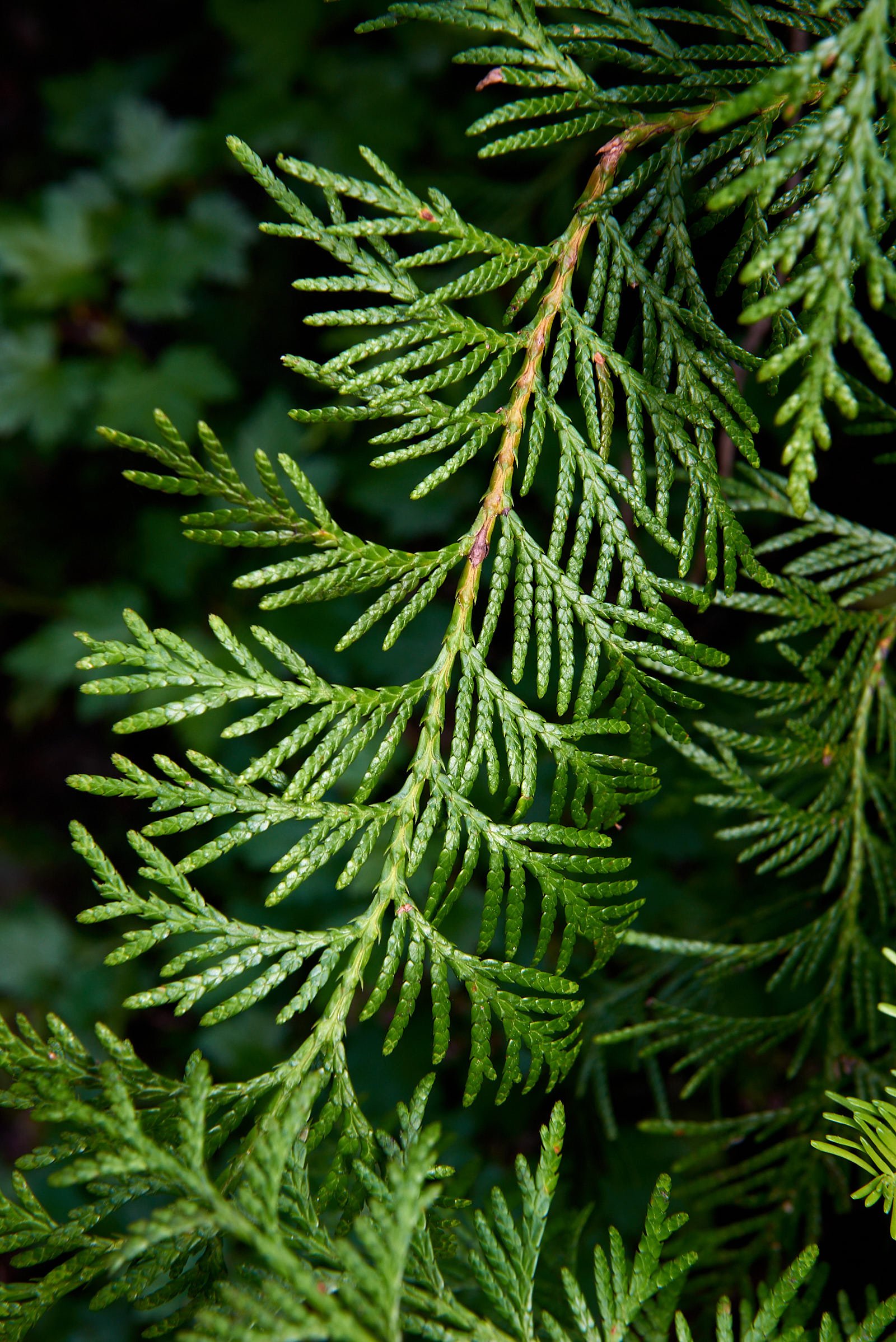 Cedar needles H.jpg