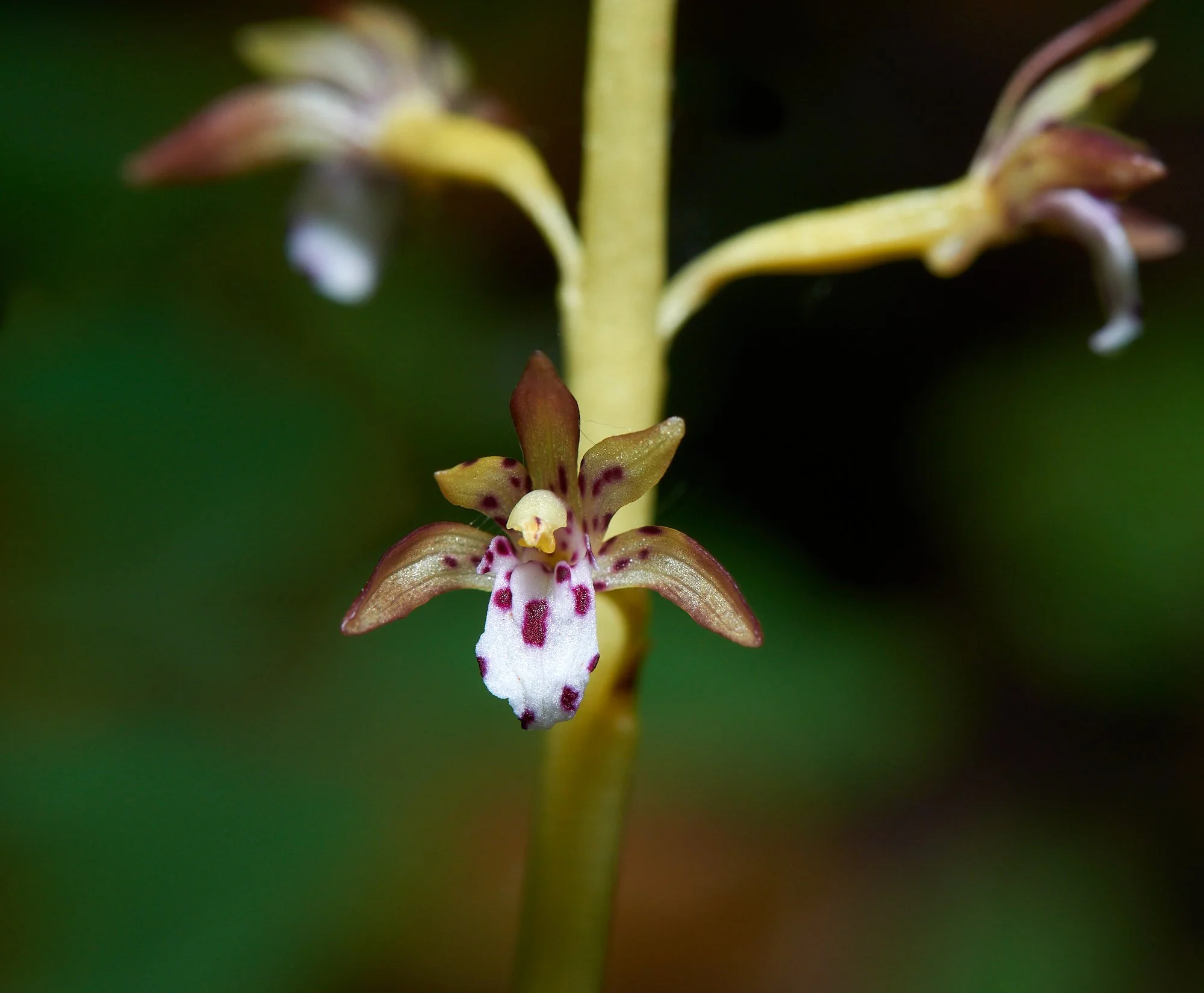 coral orchid H.jpg