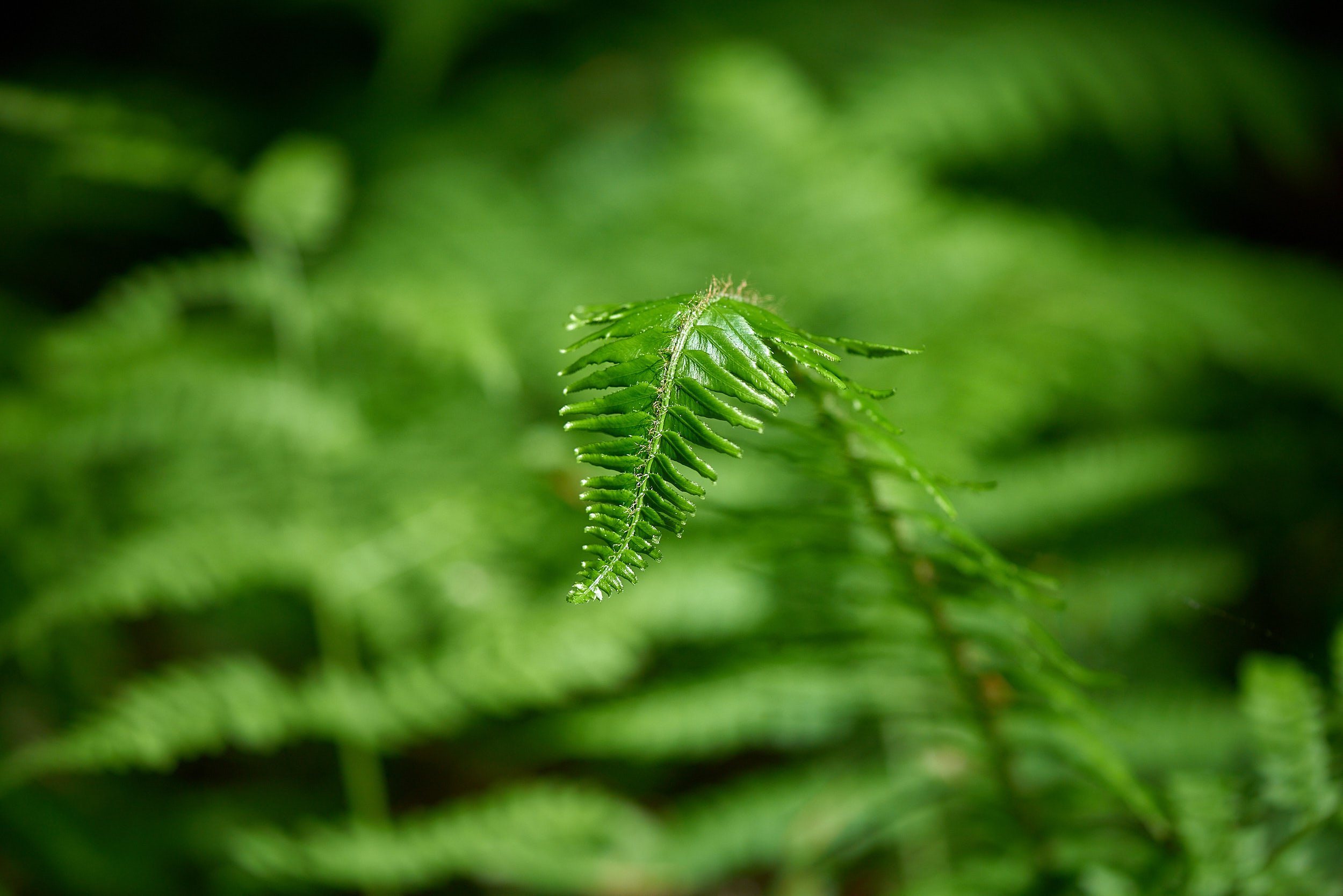 Fern H.jpg