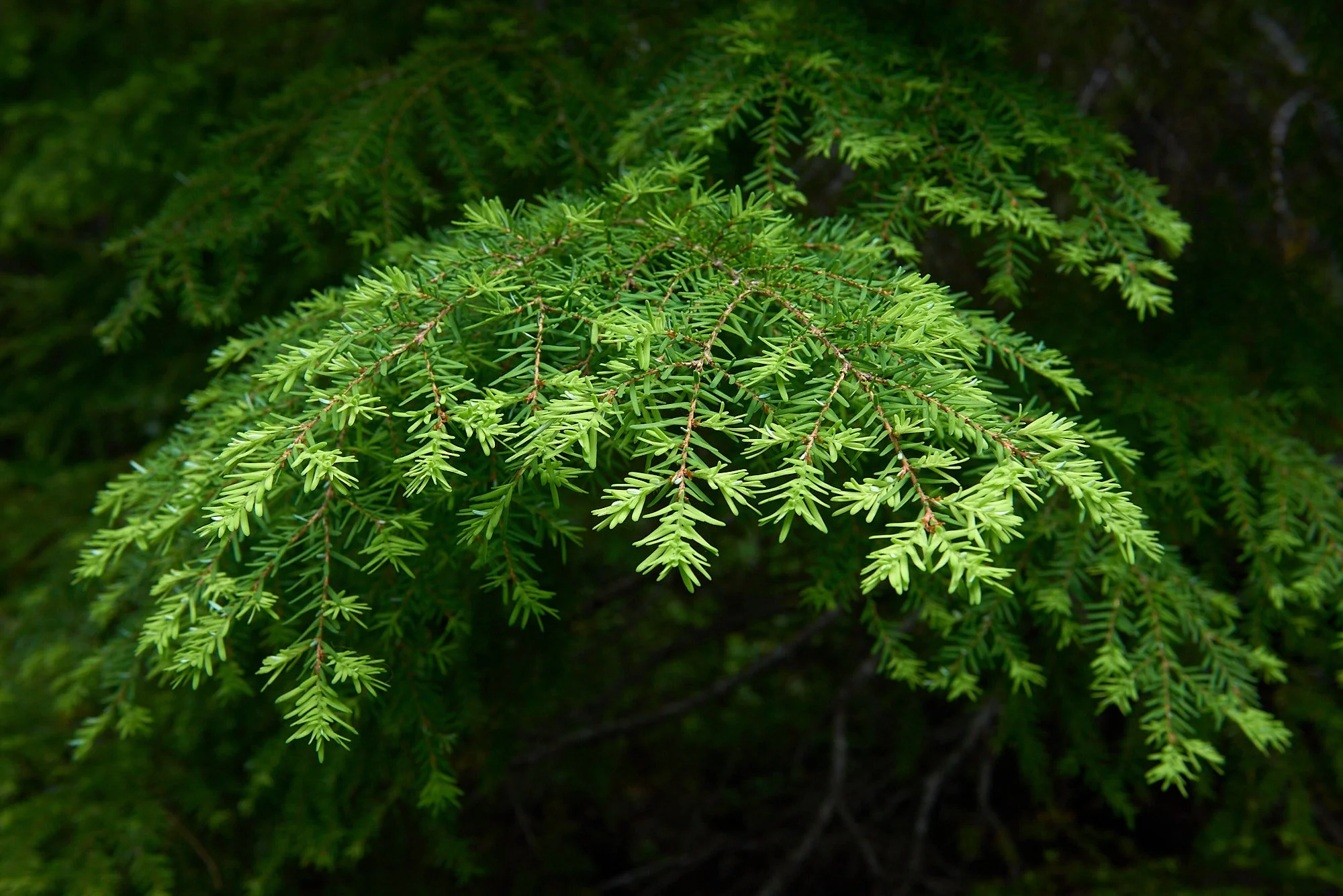 Fir needles1 H.jpg