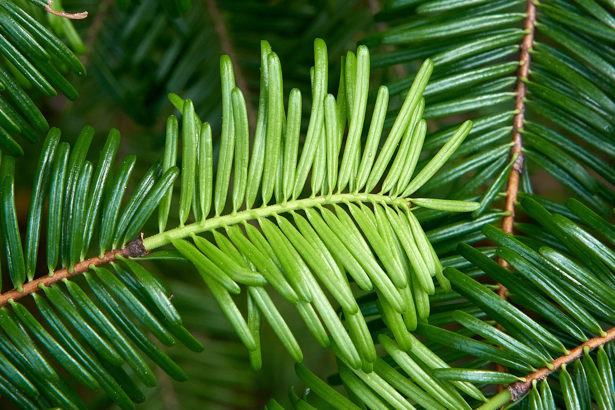 Fir needles2 H.jpg