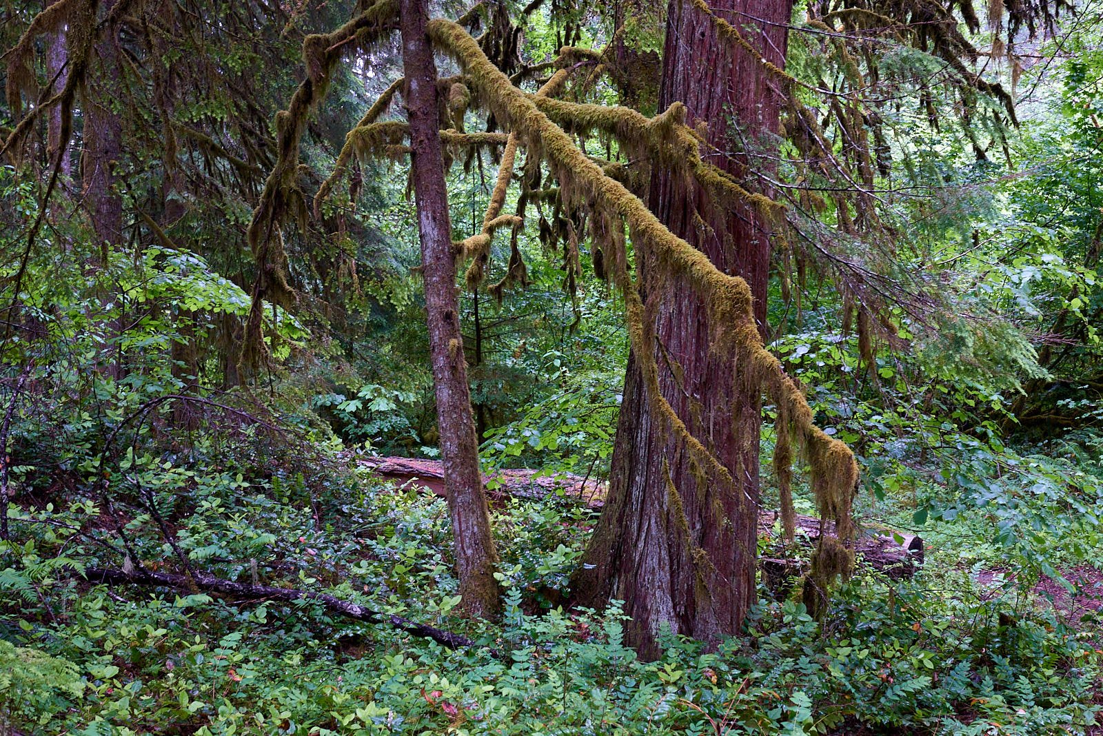 Forest H.jpg