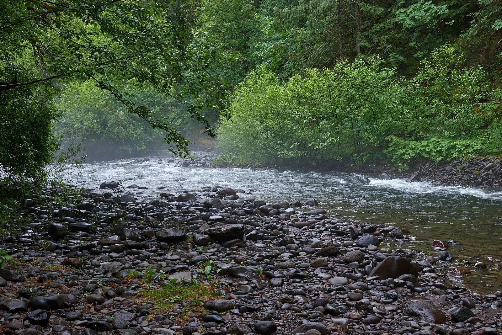 Forest river1 H.jpg