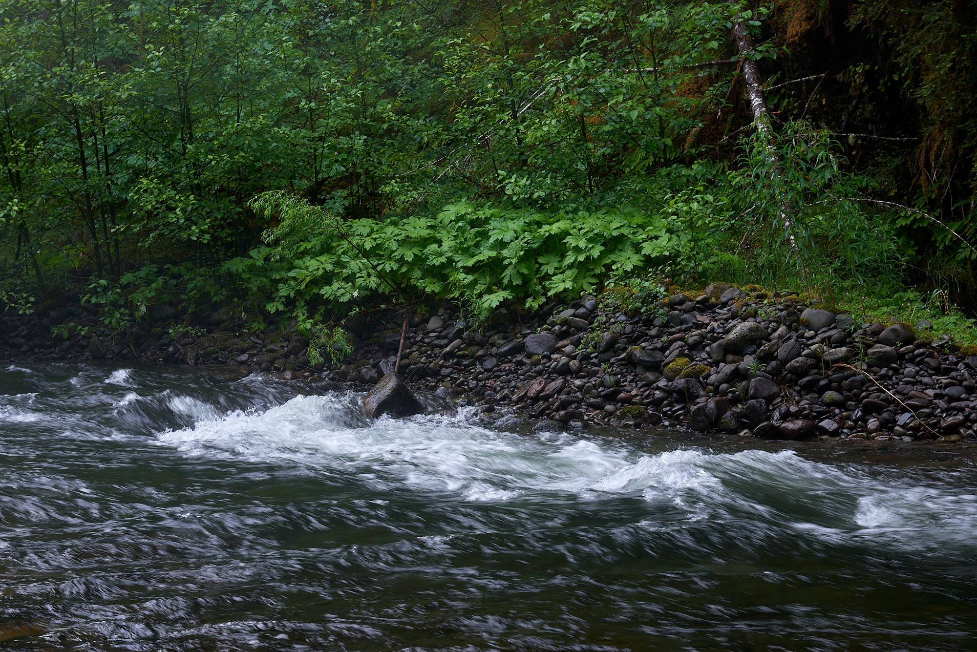 Forest river2 H.jpg