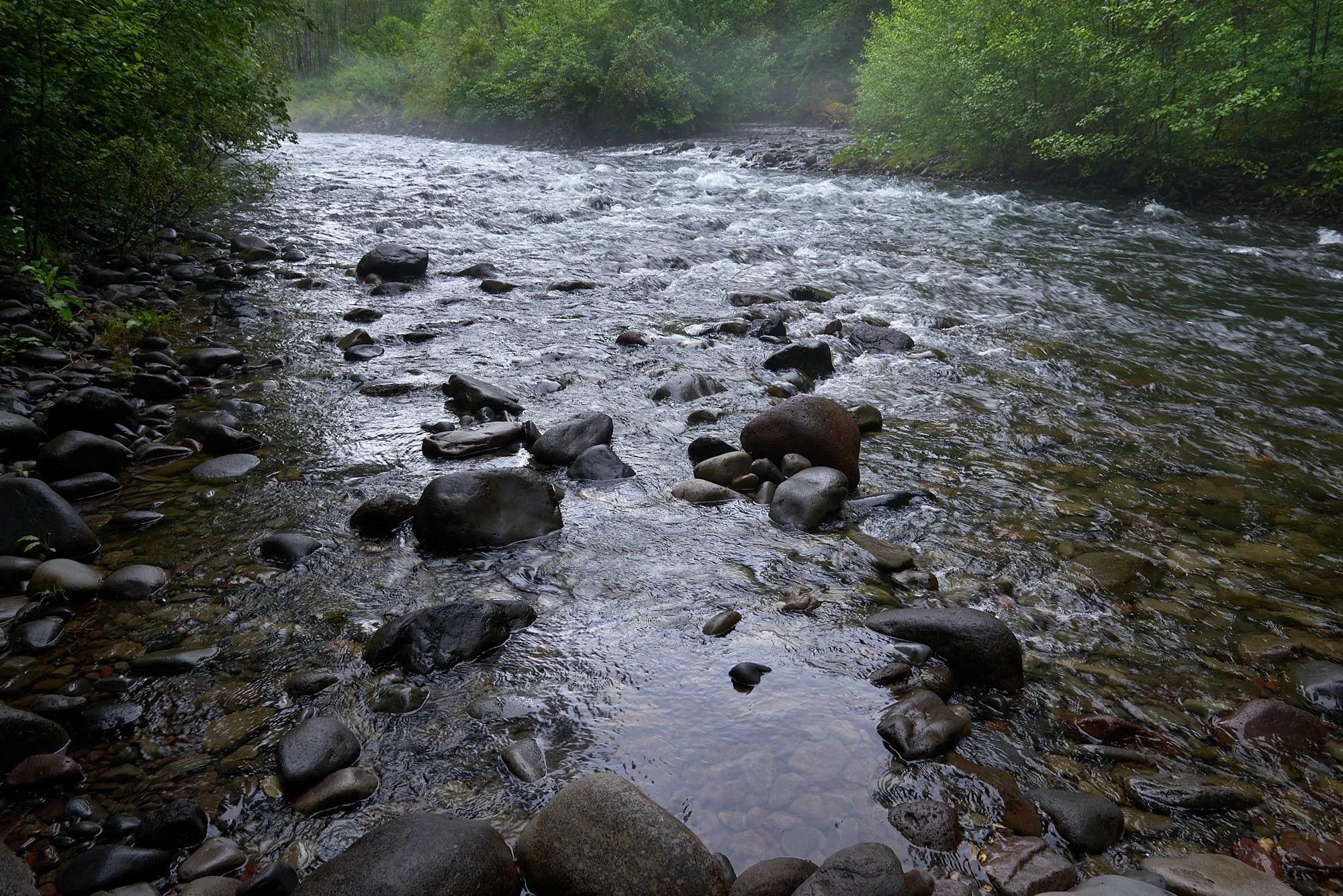 Forest river3 H.jpg