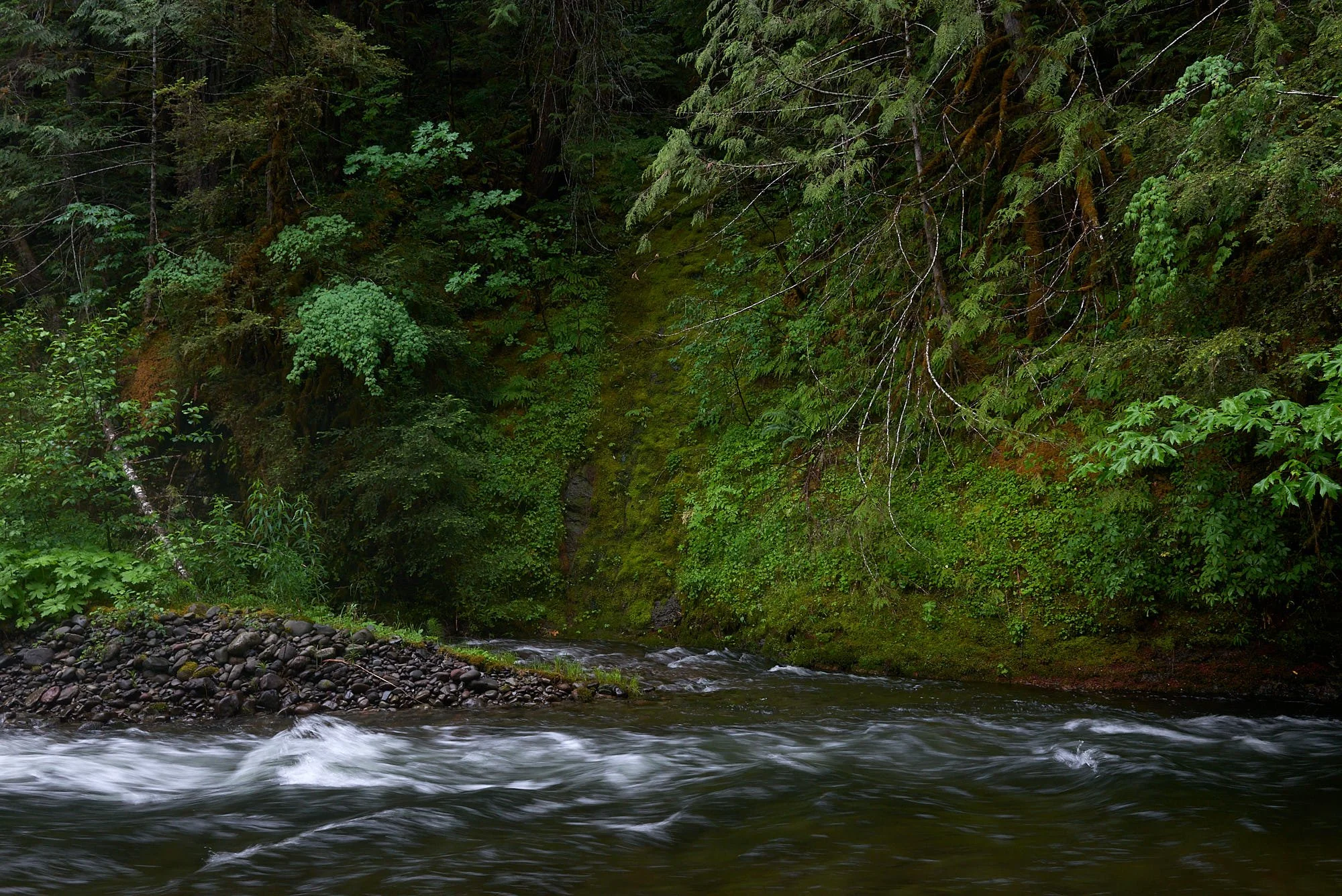 Forest river4 H.jpg