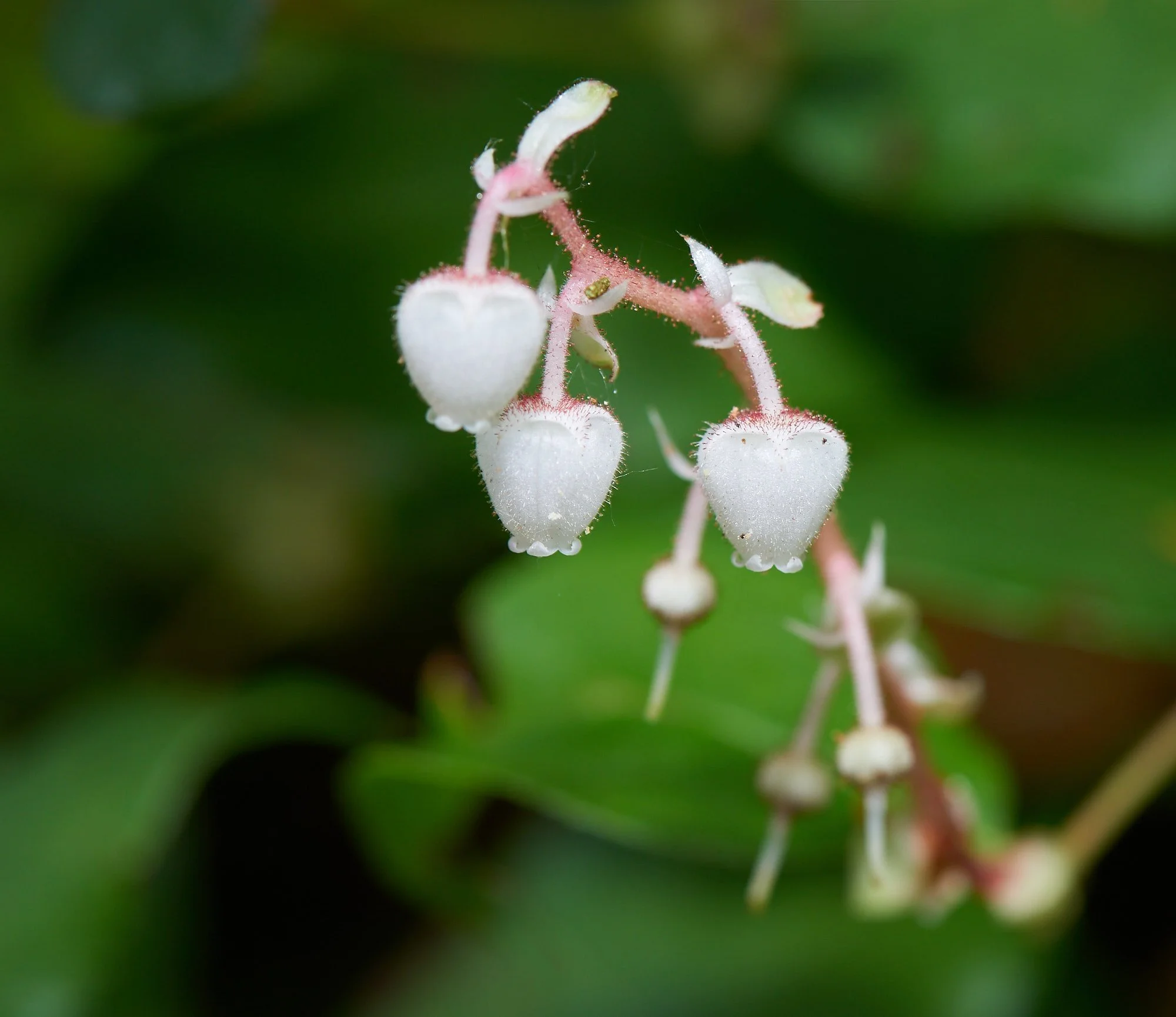 Manzanita H.jpg