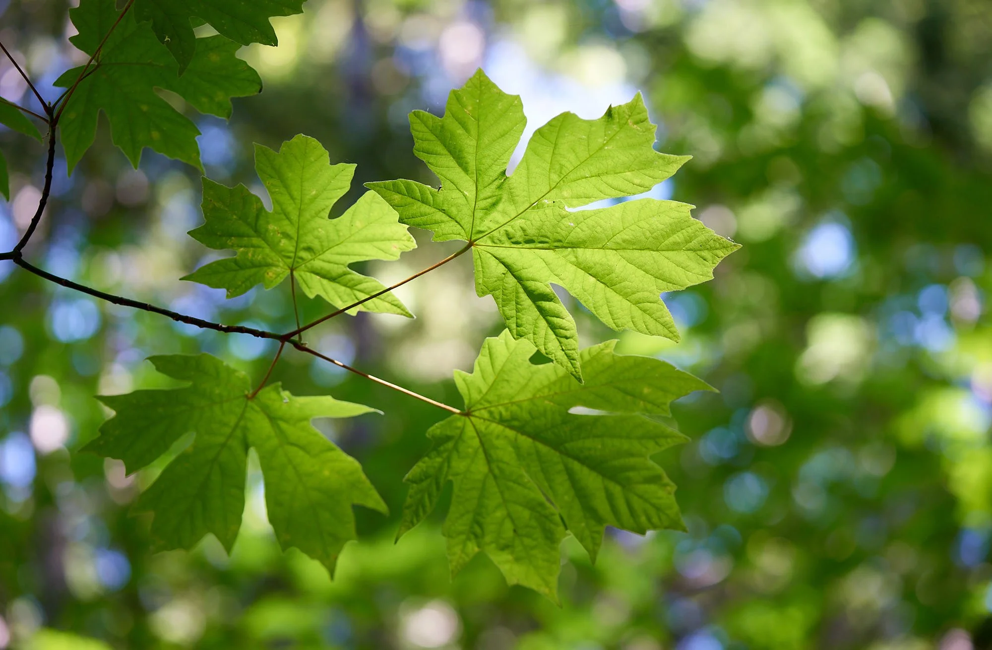 Maple leaf H.jpg