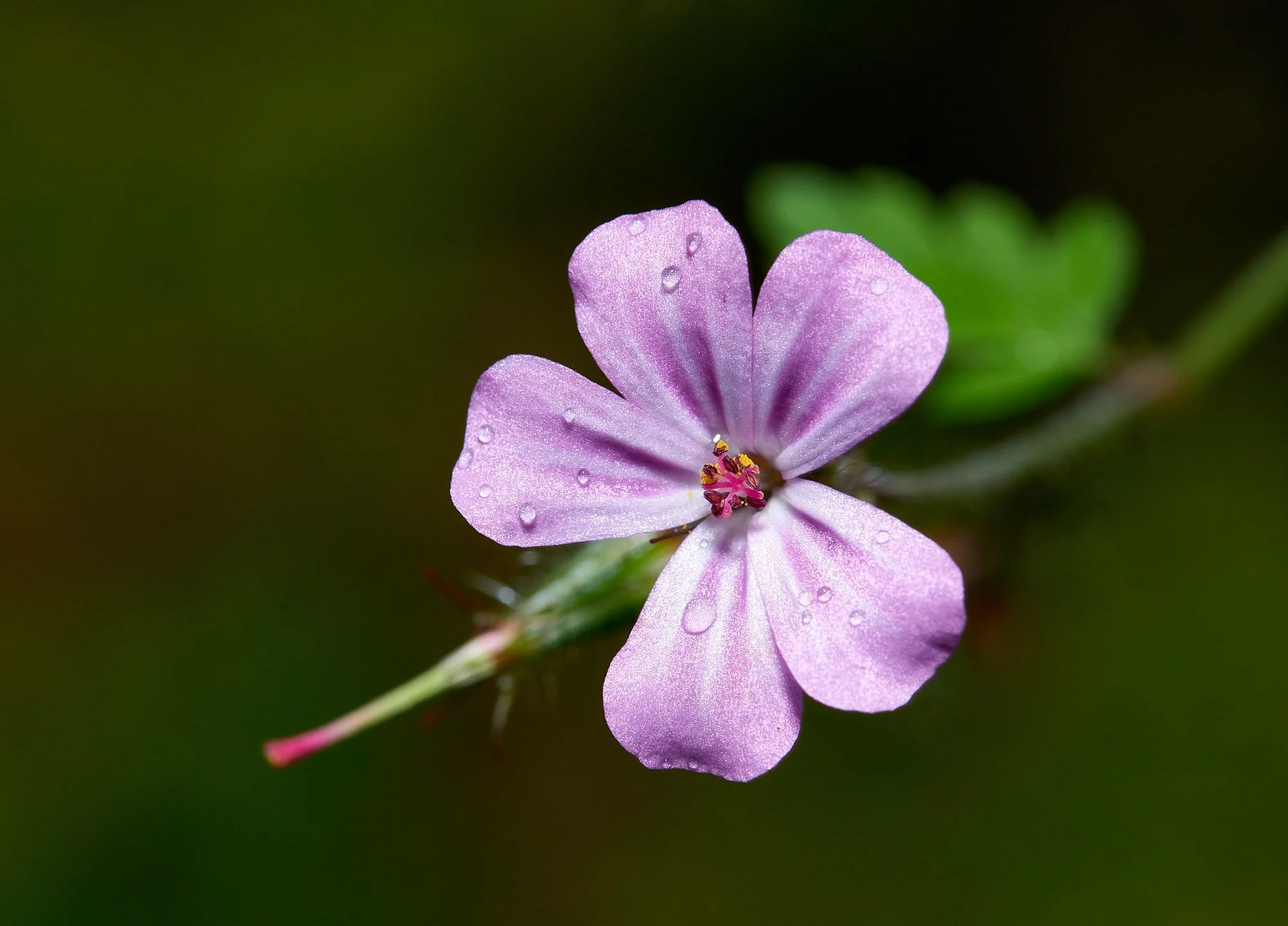 Mauve flower H.jpg
