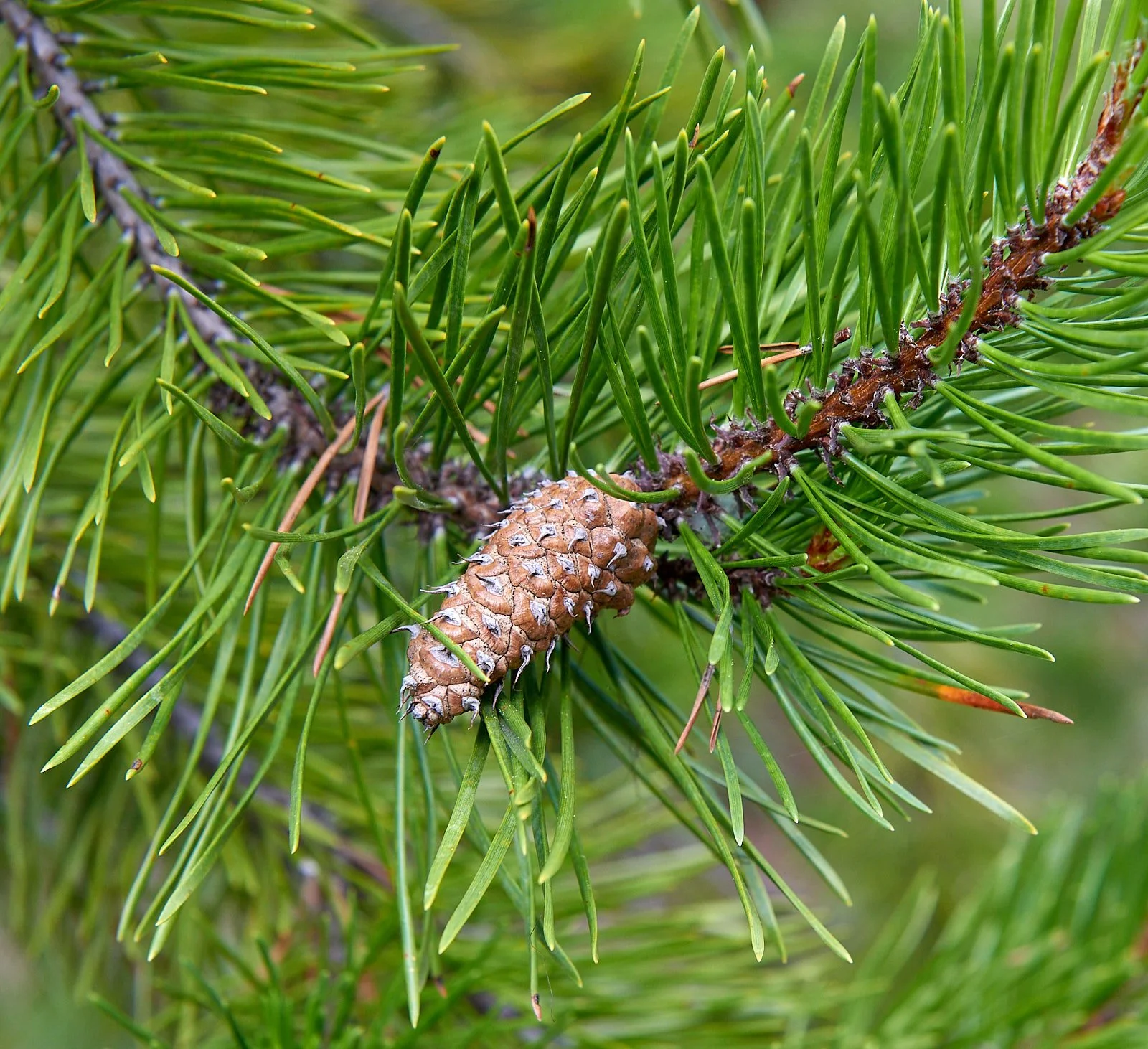 Pine cone H.jpg