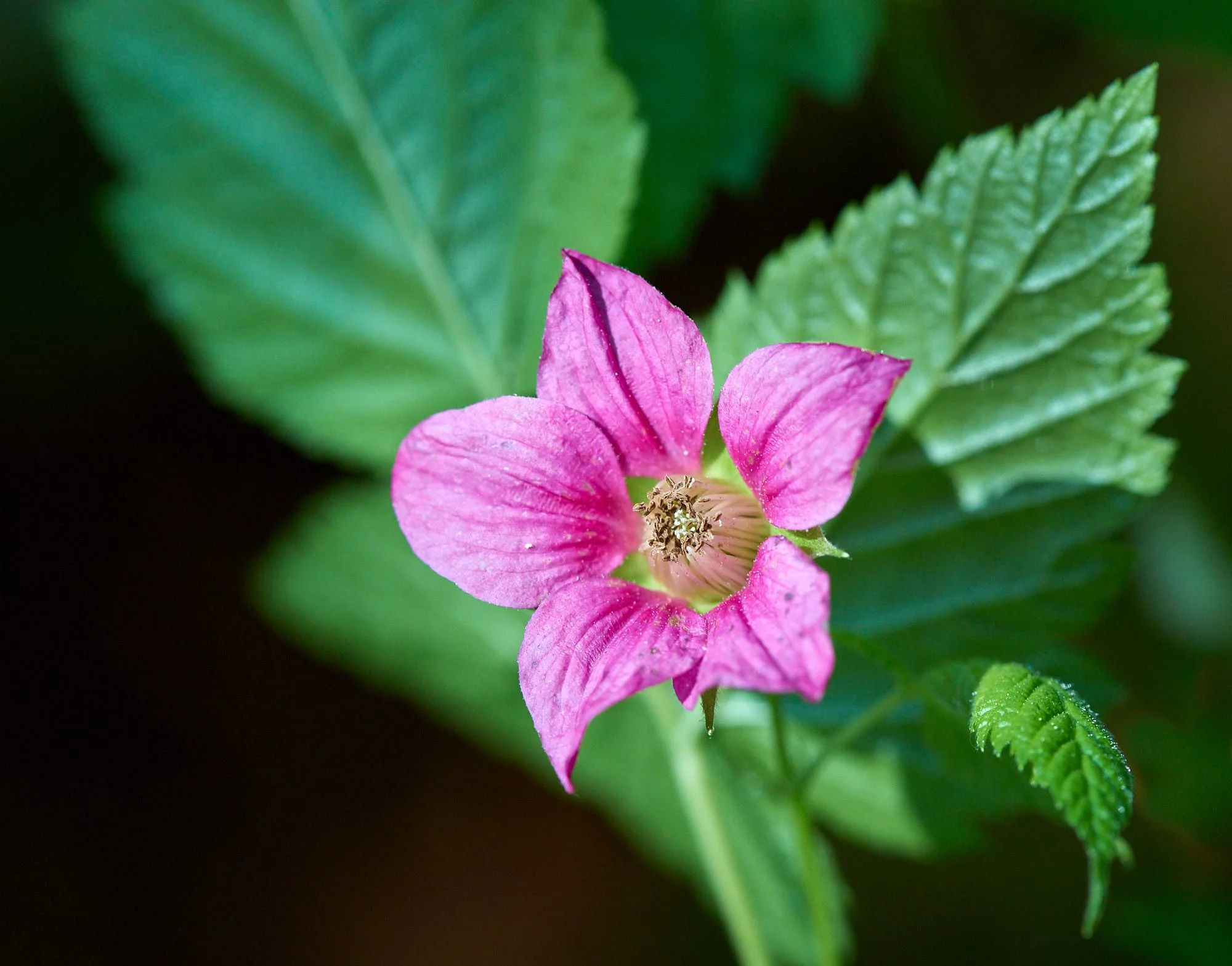 Rose flower H.jpg