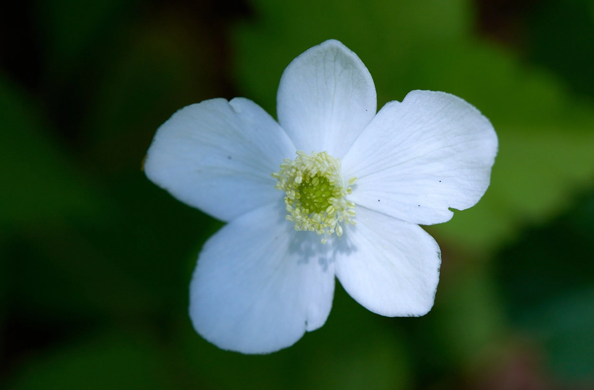 White flower H.jpg