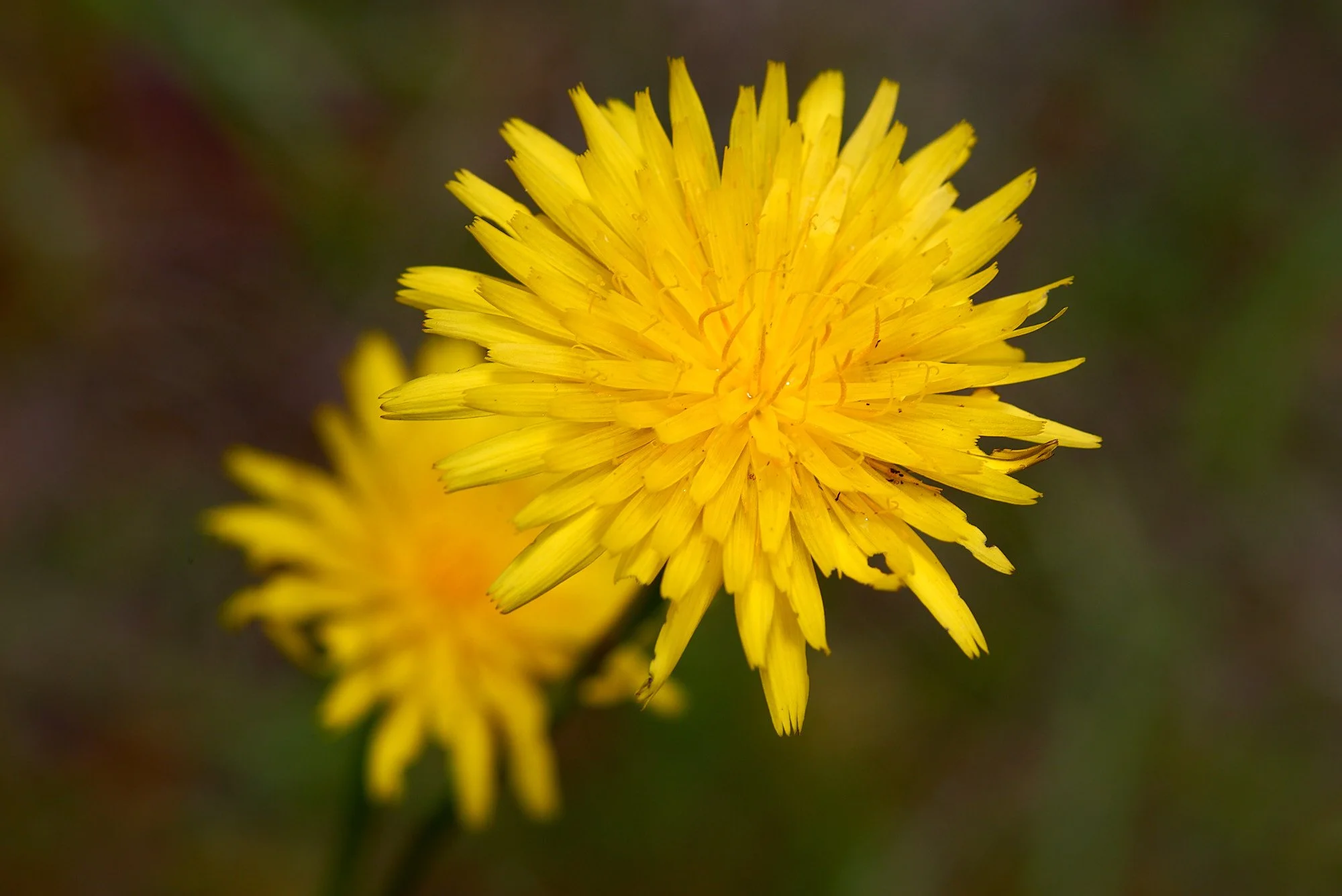 Yellow aster2 H.jpg