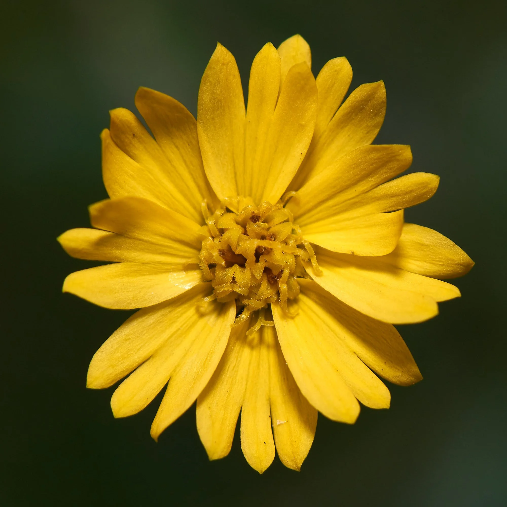 Yellow daisy S.jpg