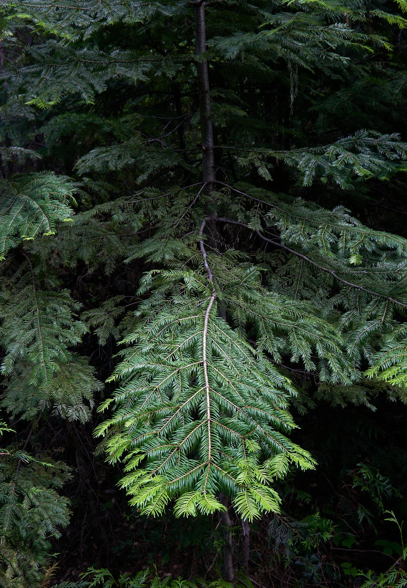 Fir V.jpg