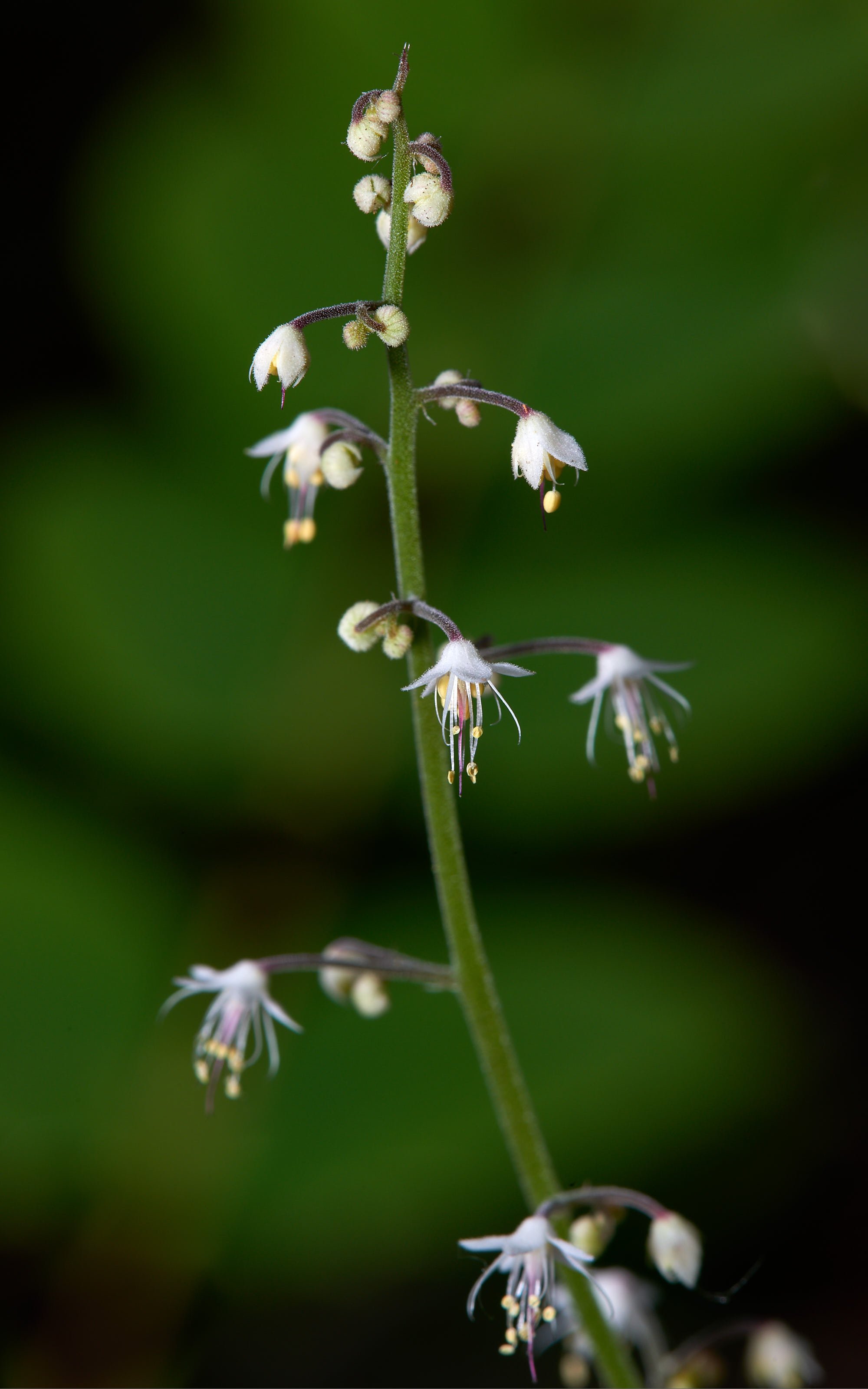 Twin flower2 V.jpg