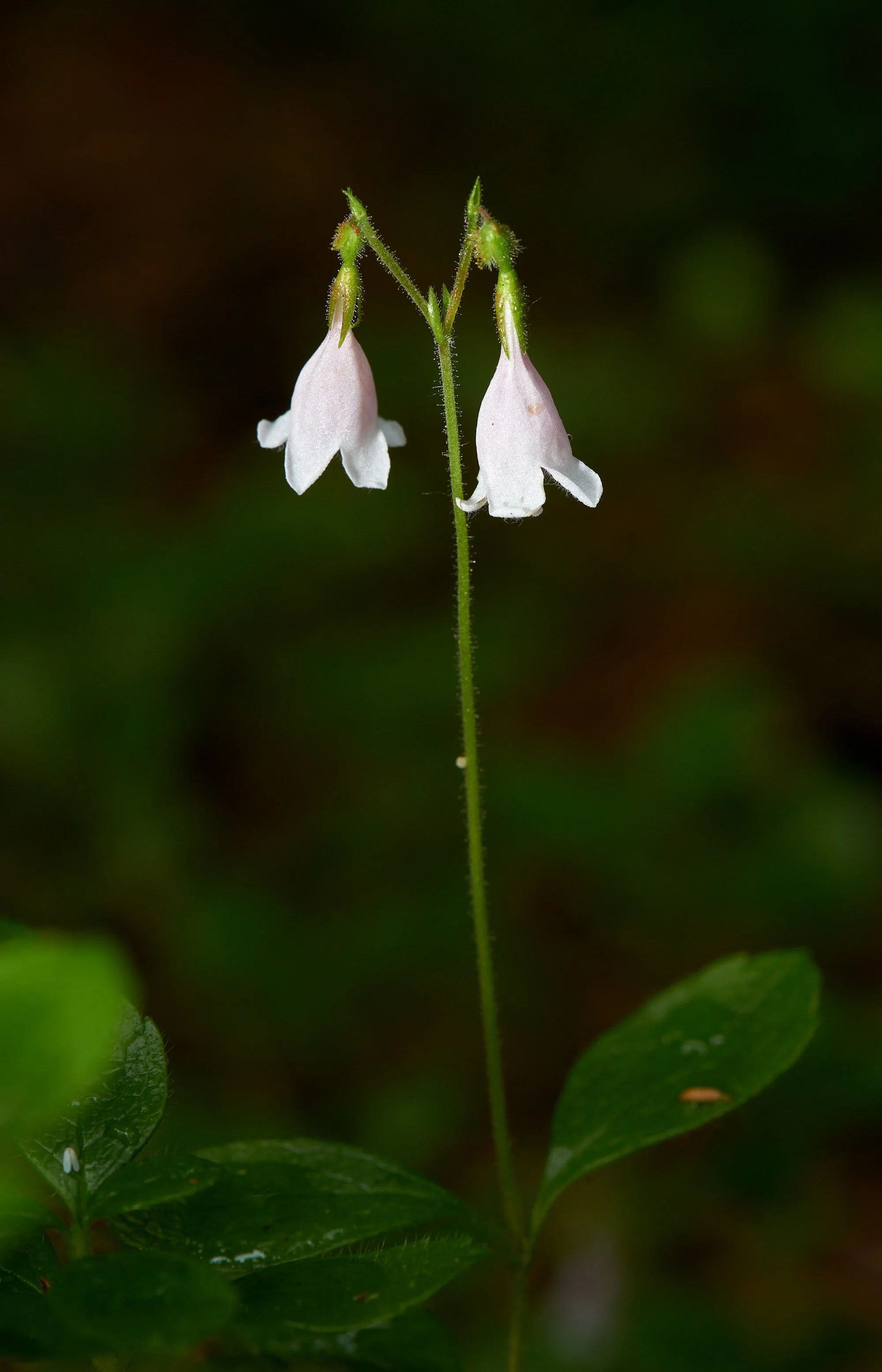 Twin flower3 V.jpg
