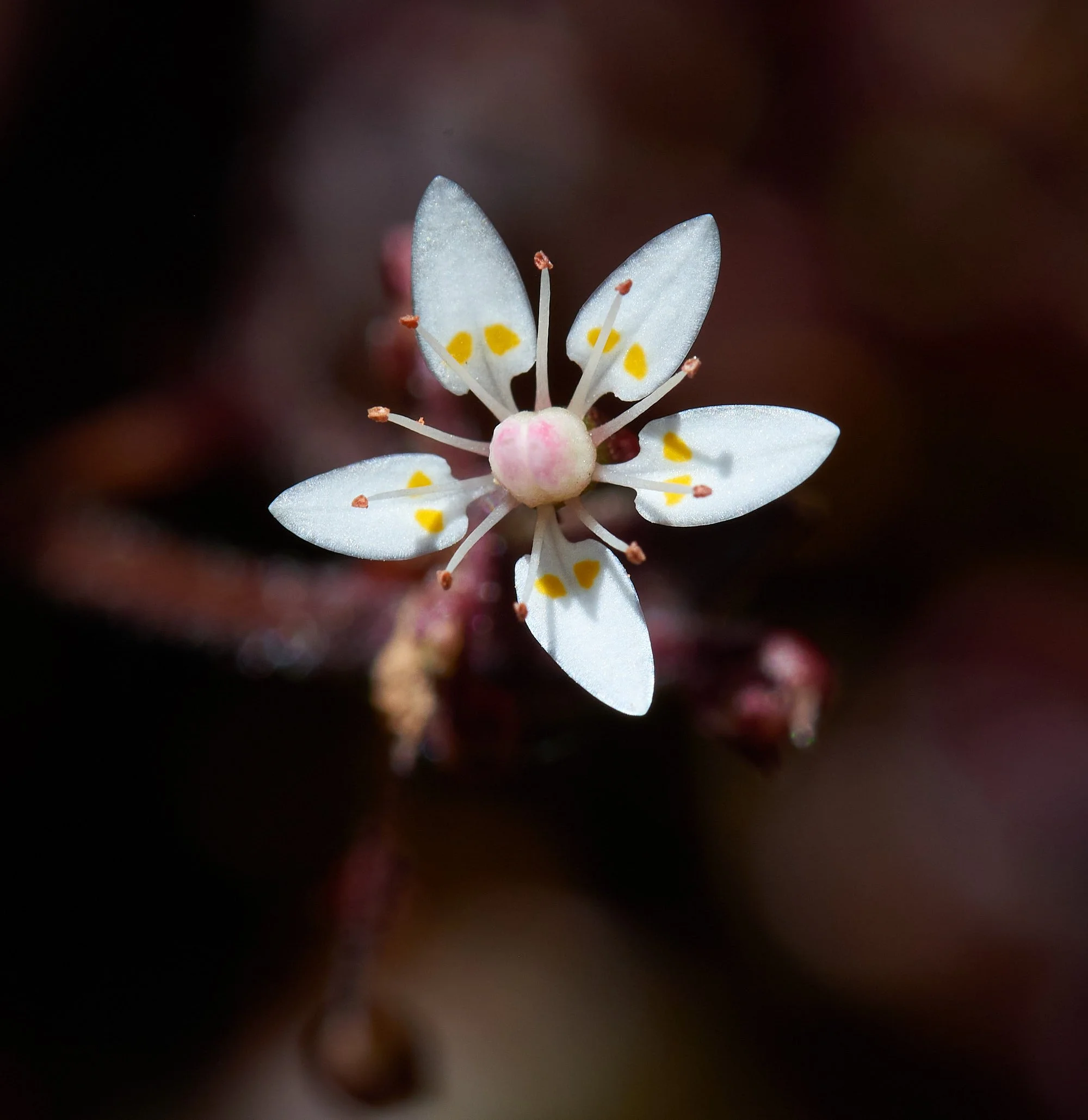 White flower2 V.jpg