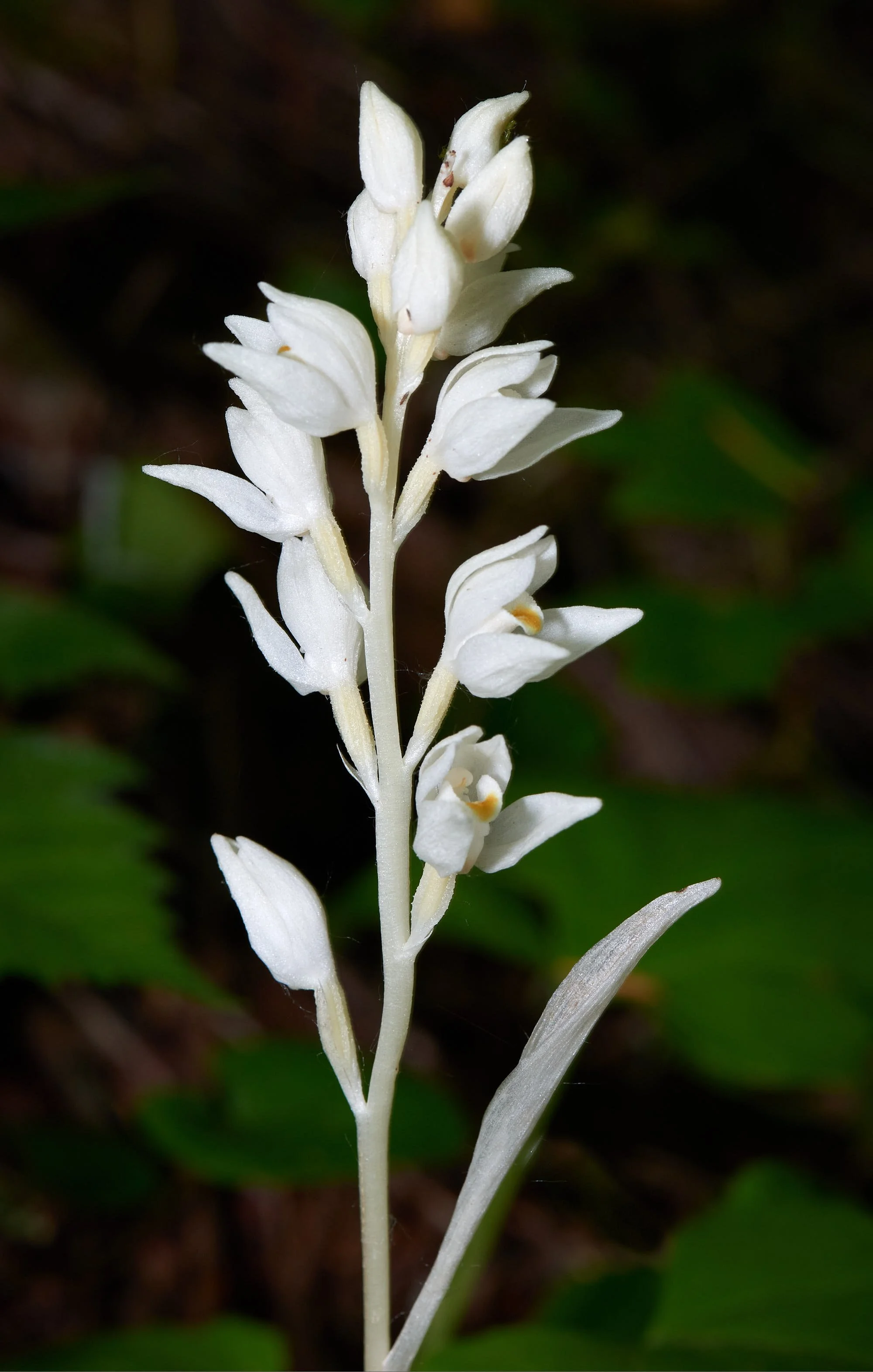 Phantom orchid V.jpg