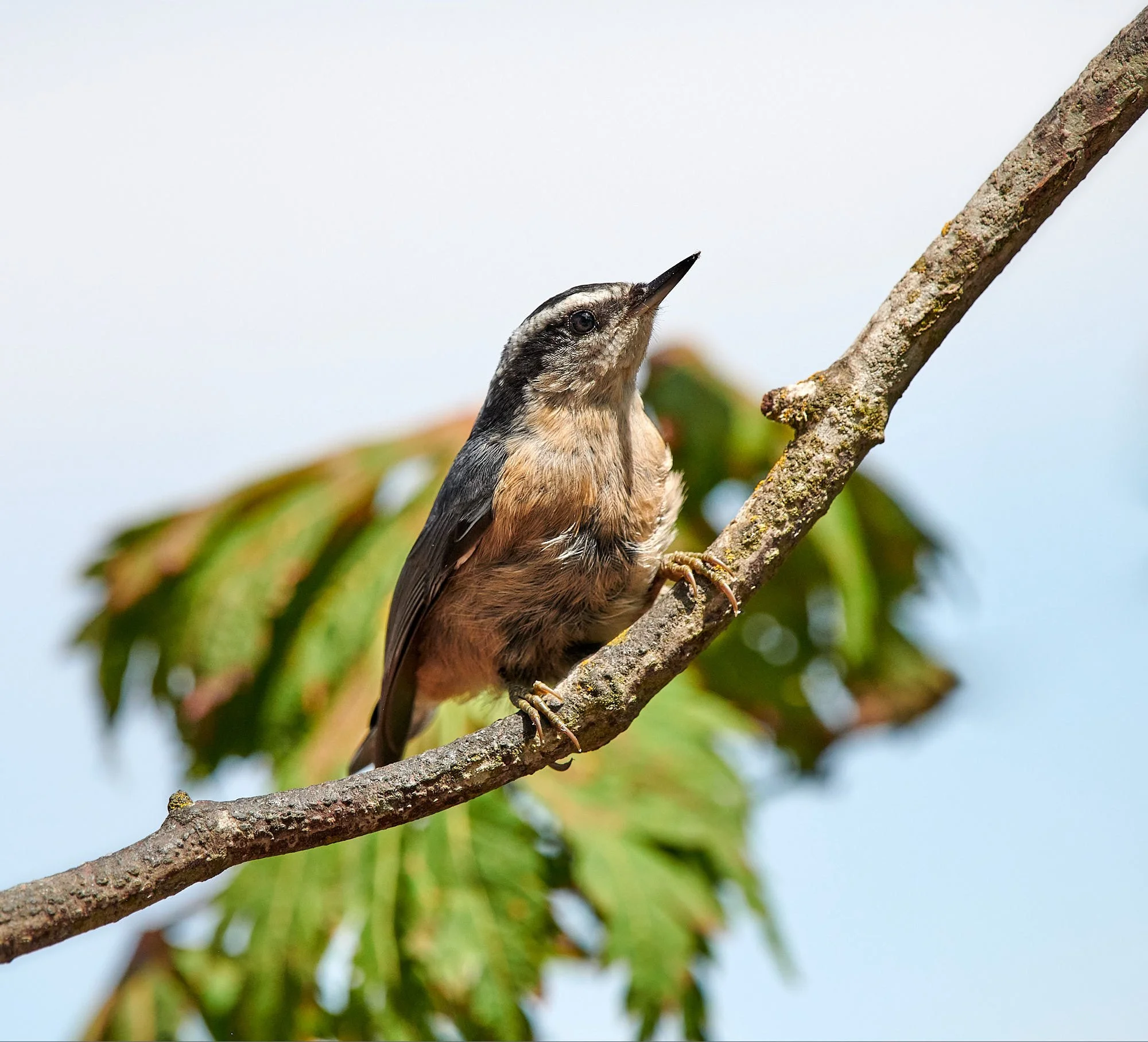 Red b nuthatch H.jpg