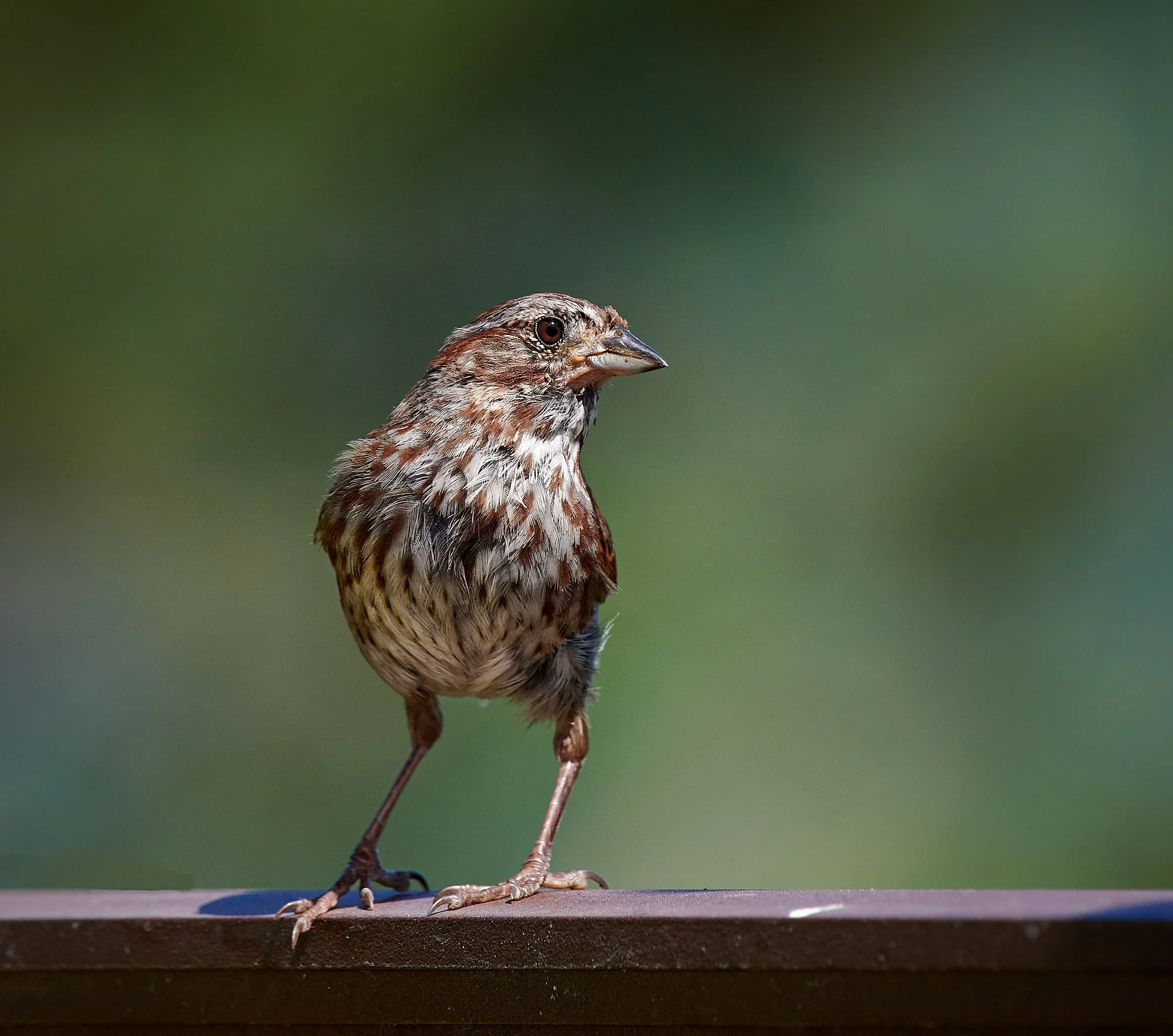 Sparrow H.jpg
