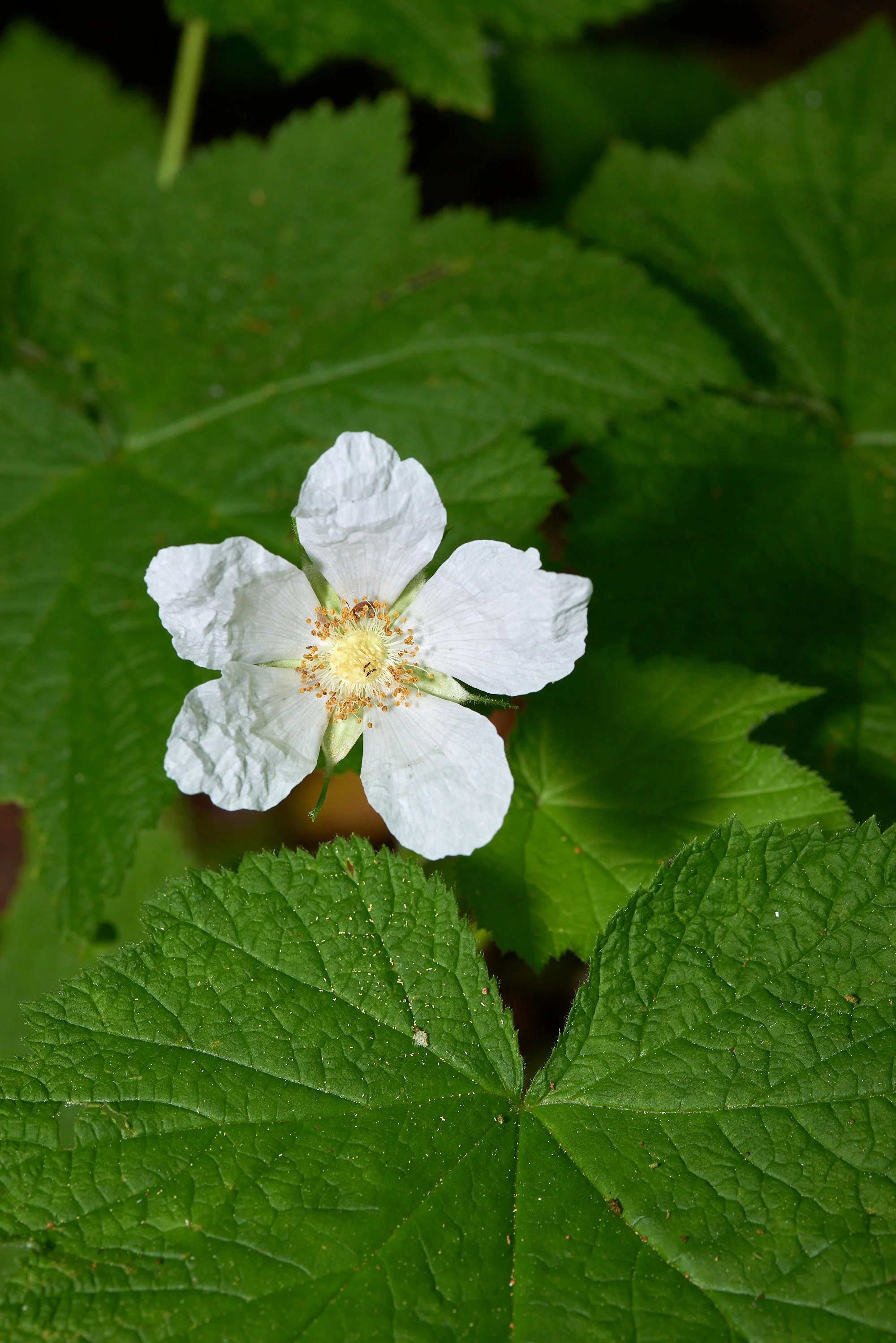 White flower3 V.jpg