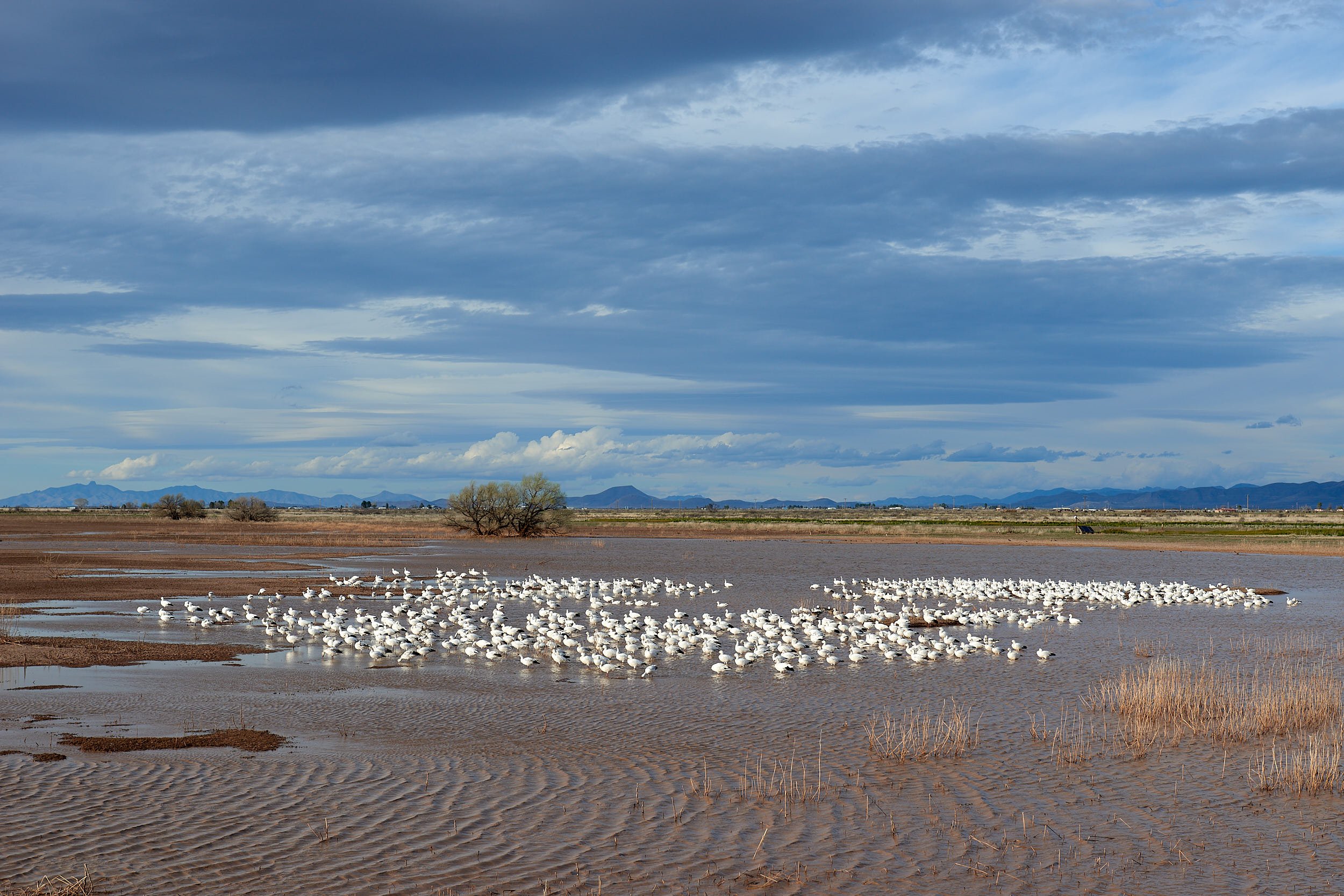 Snow Geese (mixed flock)