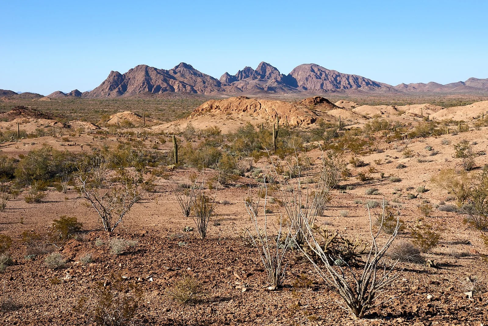 DSC0216 KOFA.jpg