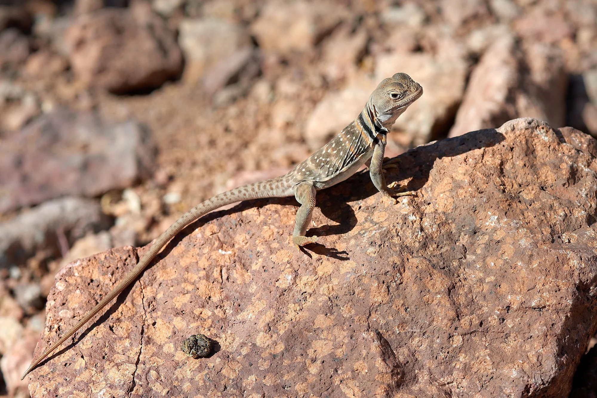 DSC2739 (lizard H, OP PURPLE),.jpg