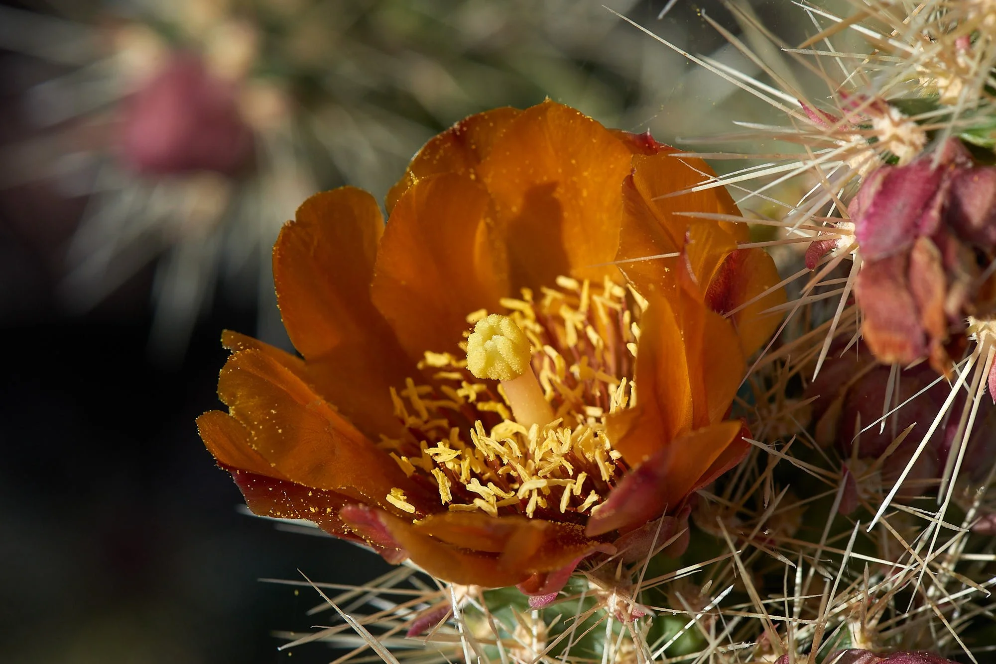 DSC2474 (OR RED.jpg