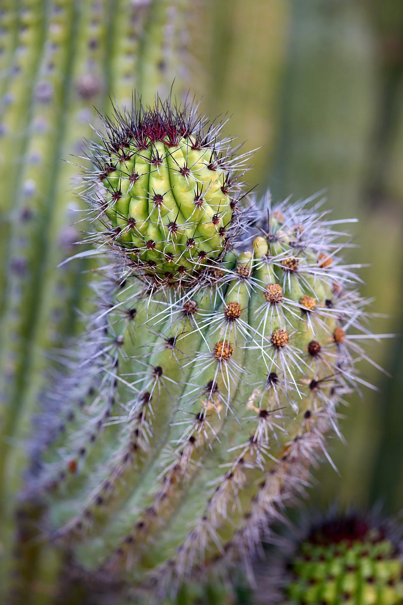 DSC2658 (OP GREEN.jpg