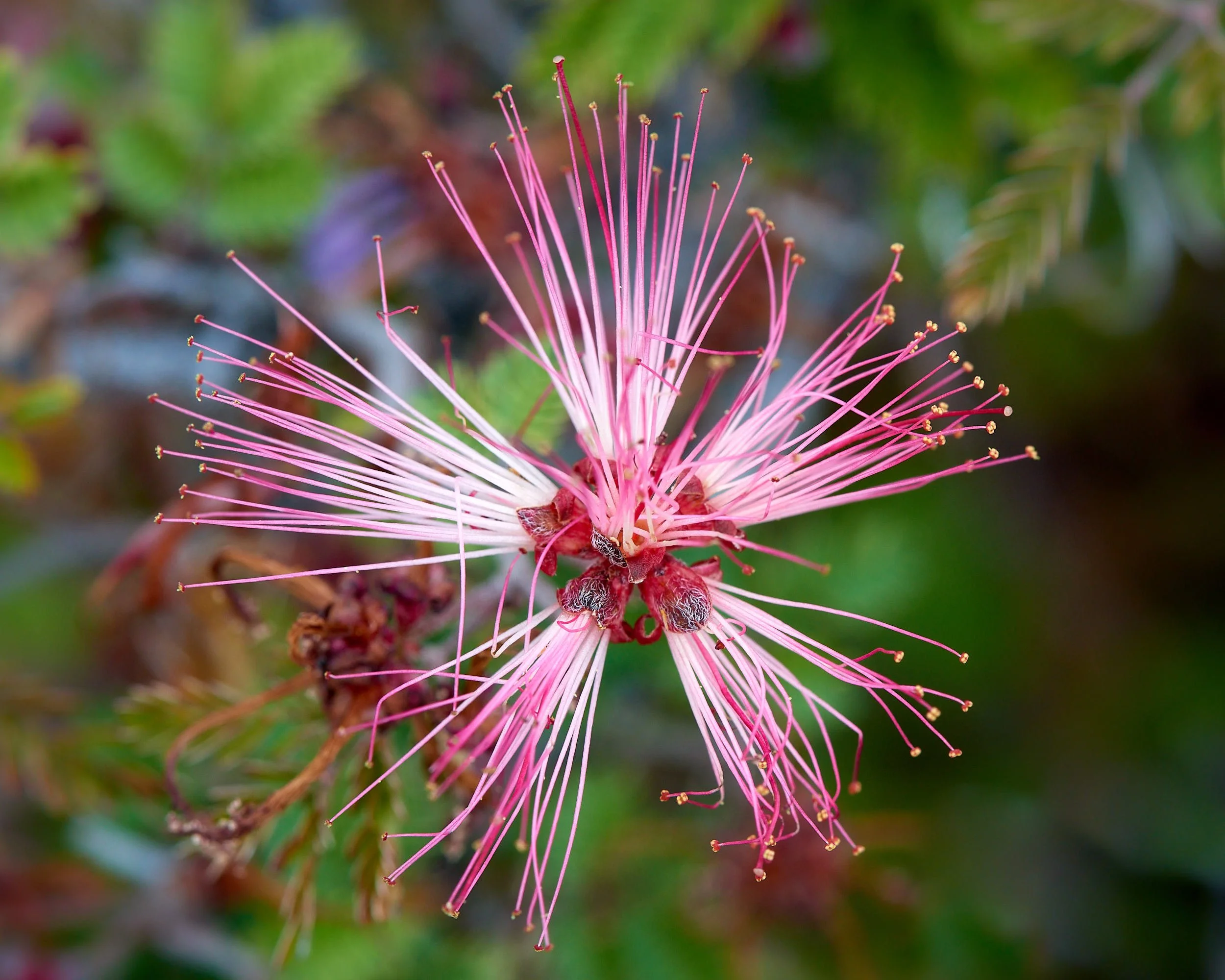 DSC0525 (OP PINK.jpg