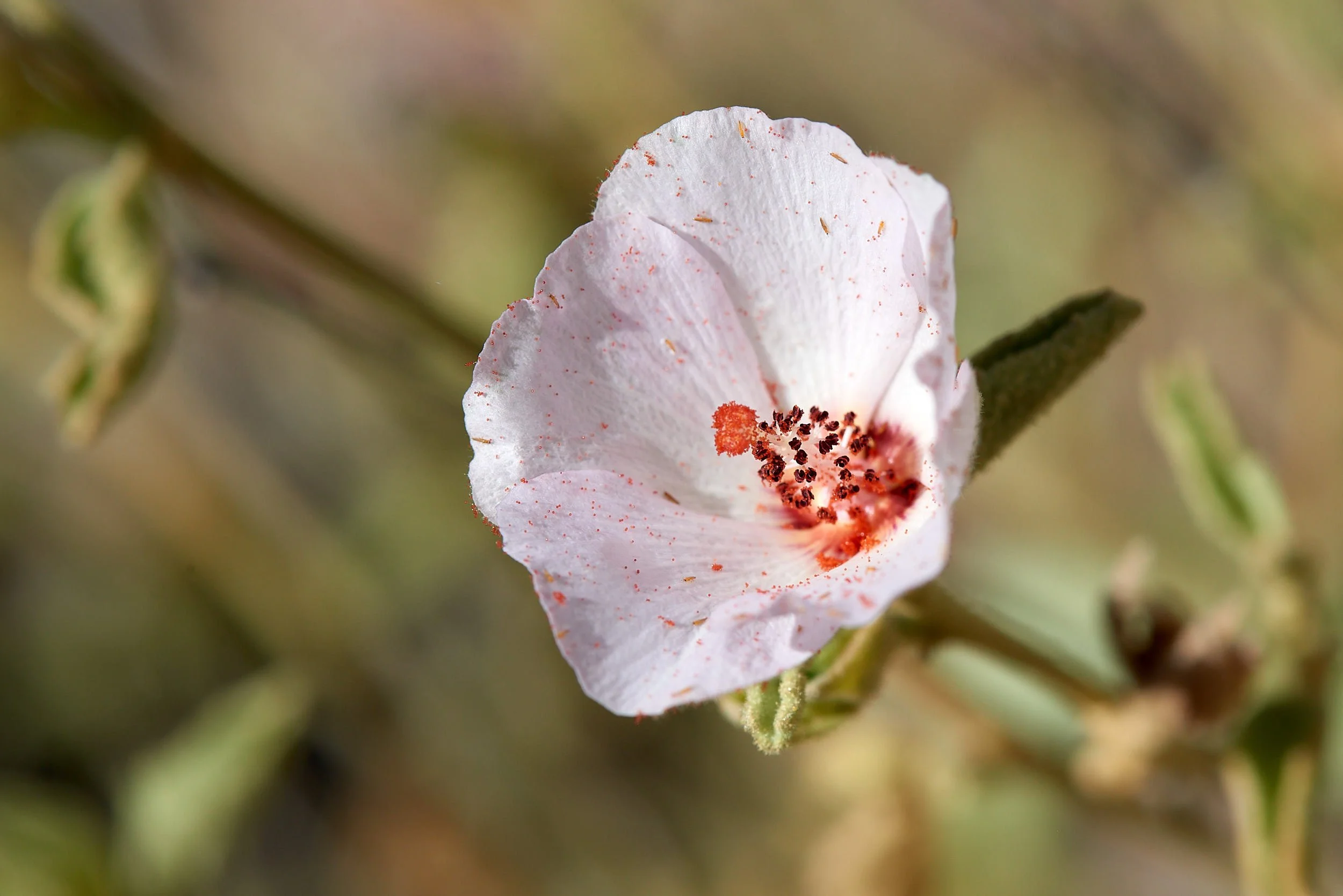 DSC2727 (OP PINK.jpg