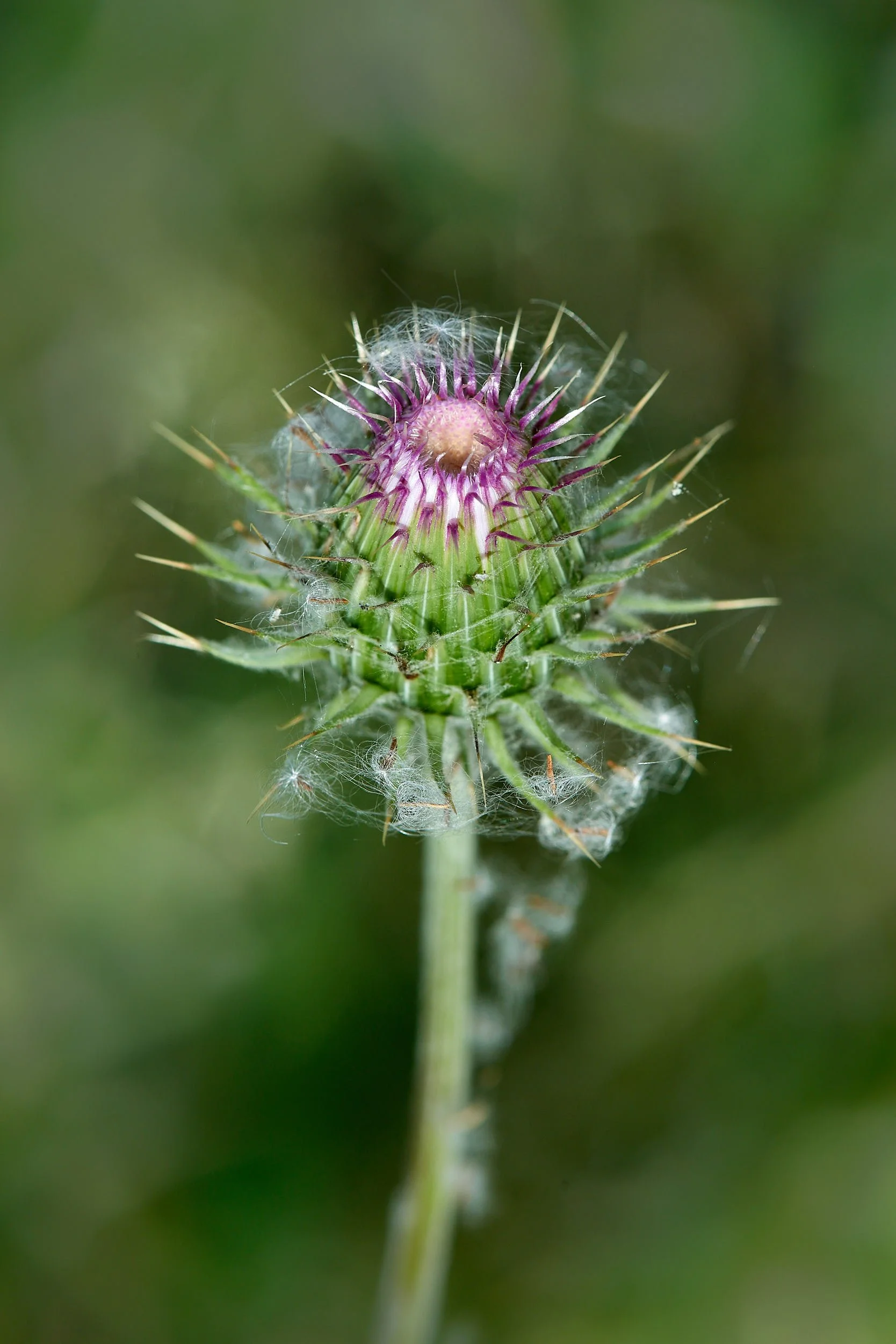 DSC2705 (OP PINK.jpg