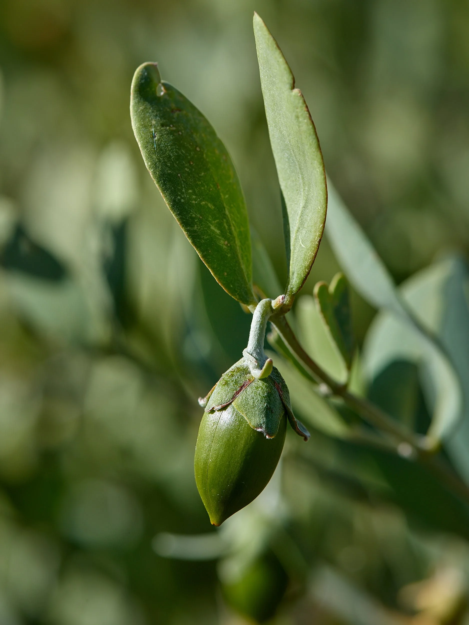 DSC2647 Springflowers.jpg