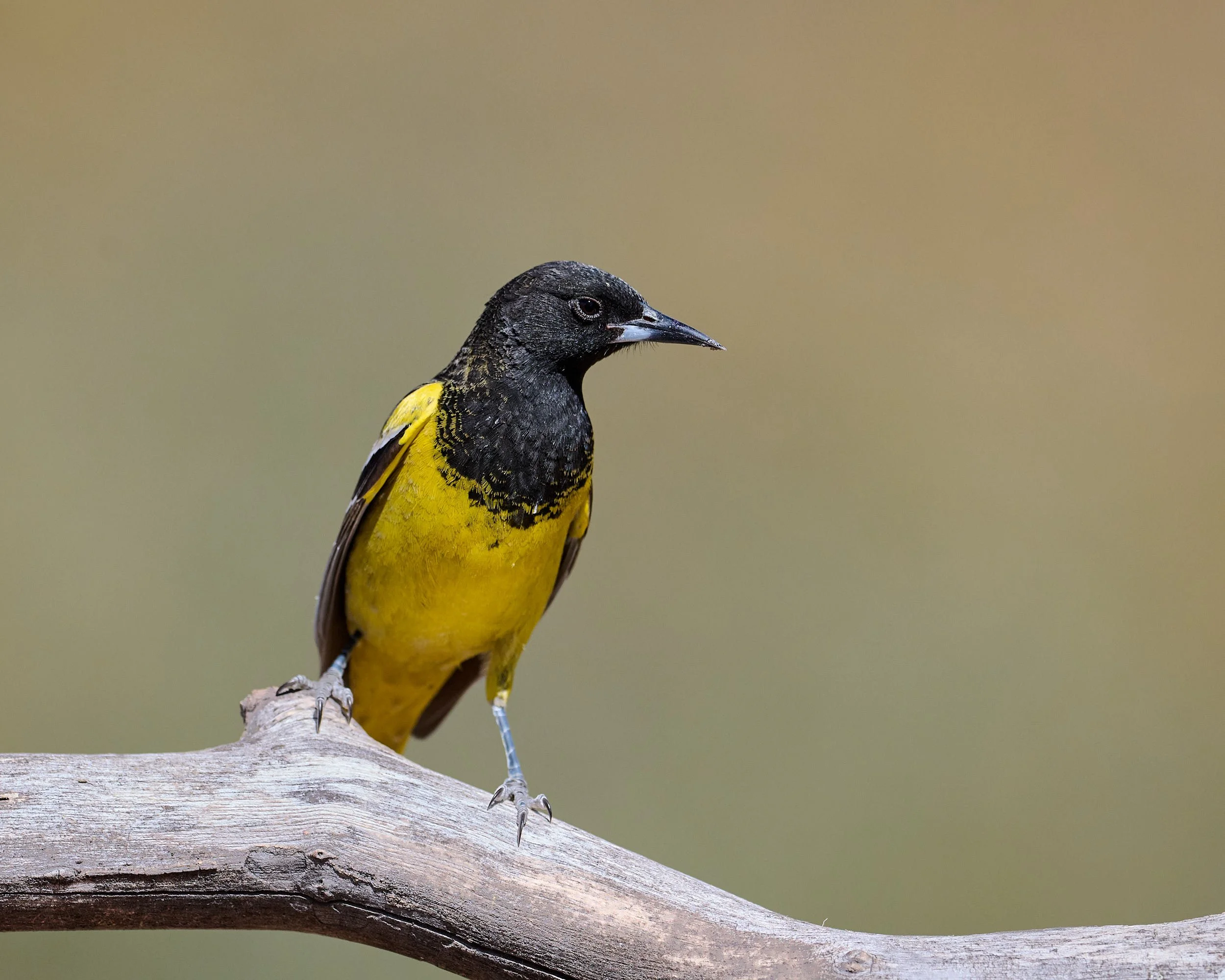 scott's oriole 2976.jpg