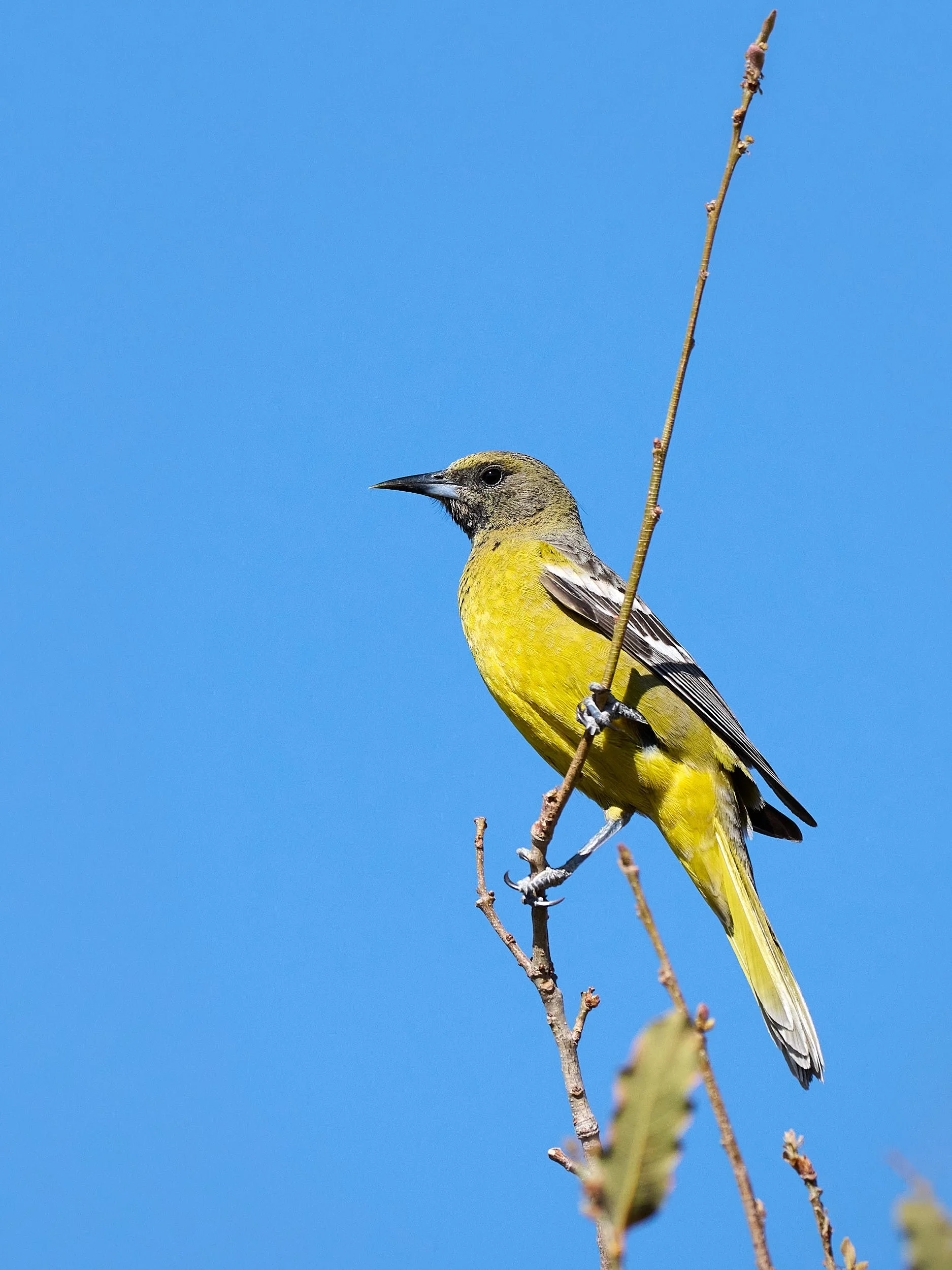 scott's oriole 1296.jpg