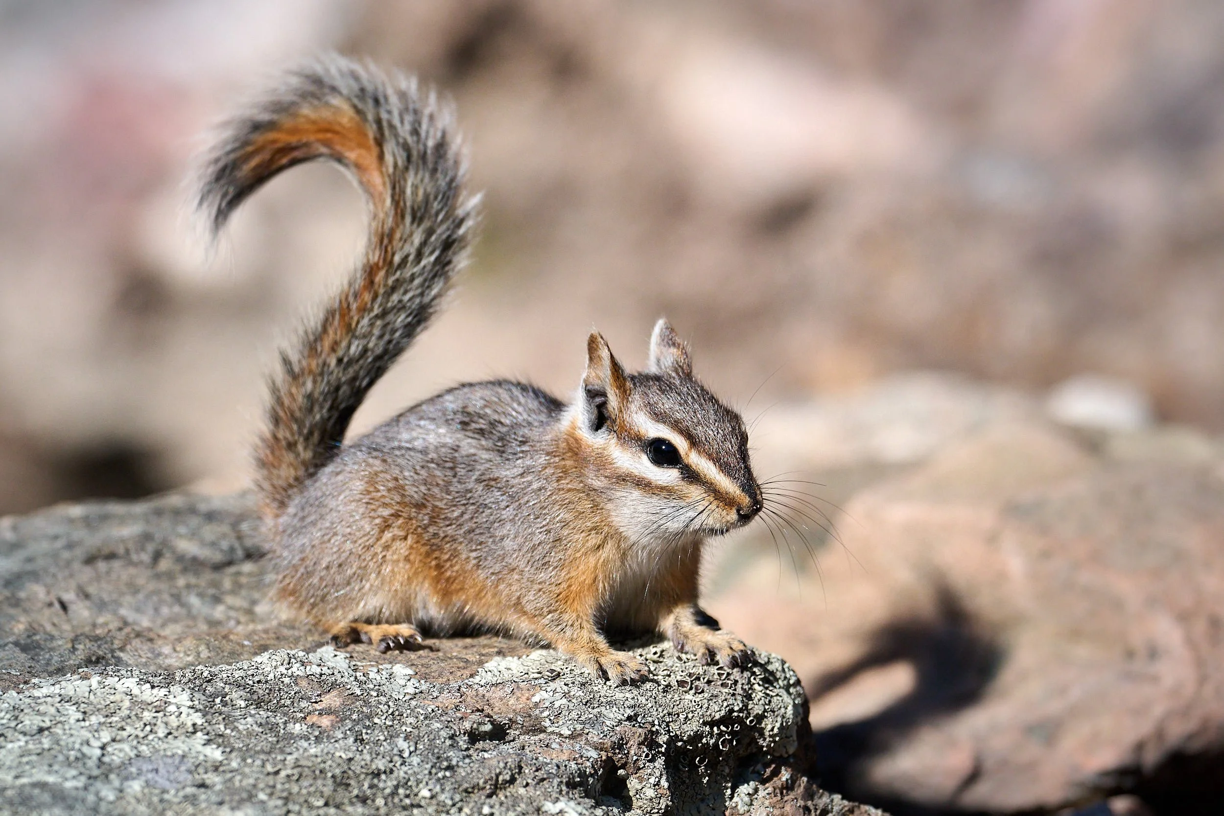chipmunk 0041.jpg