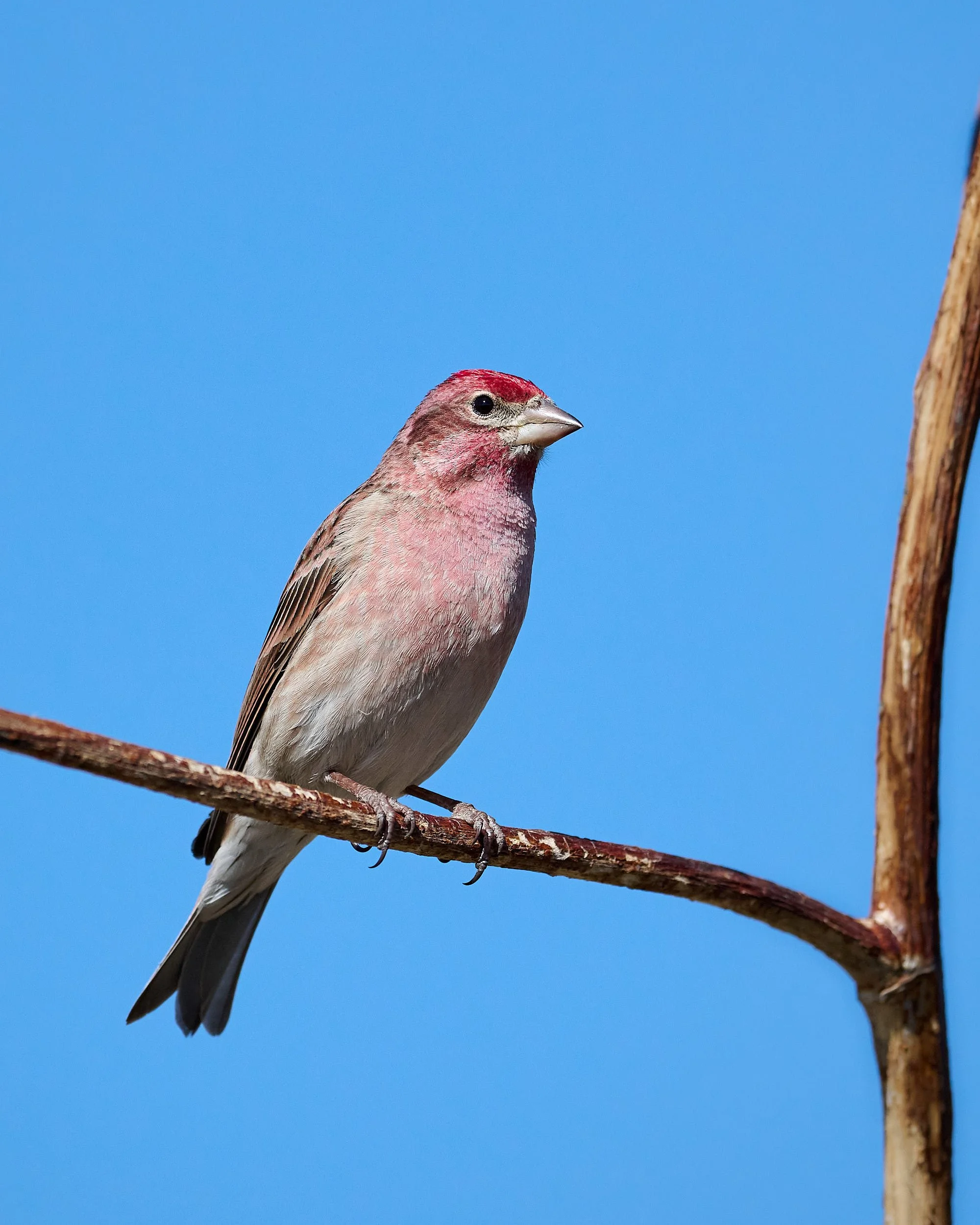 cassin's finch 1694.jpg