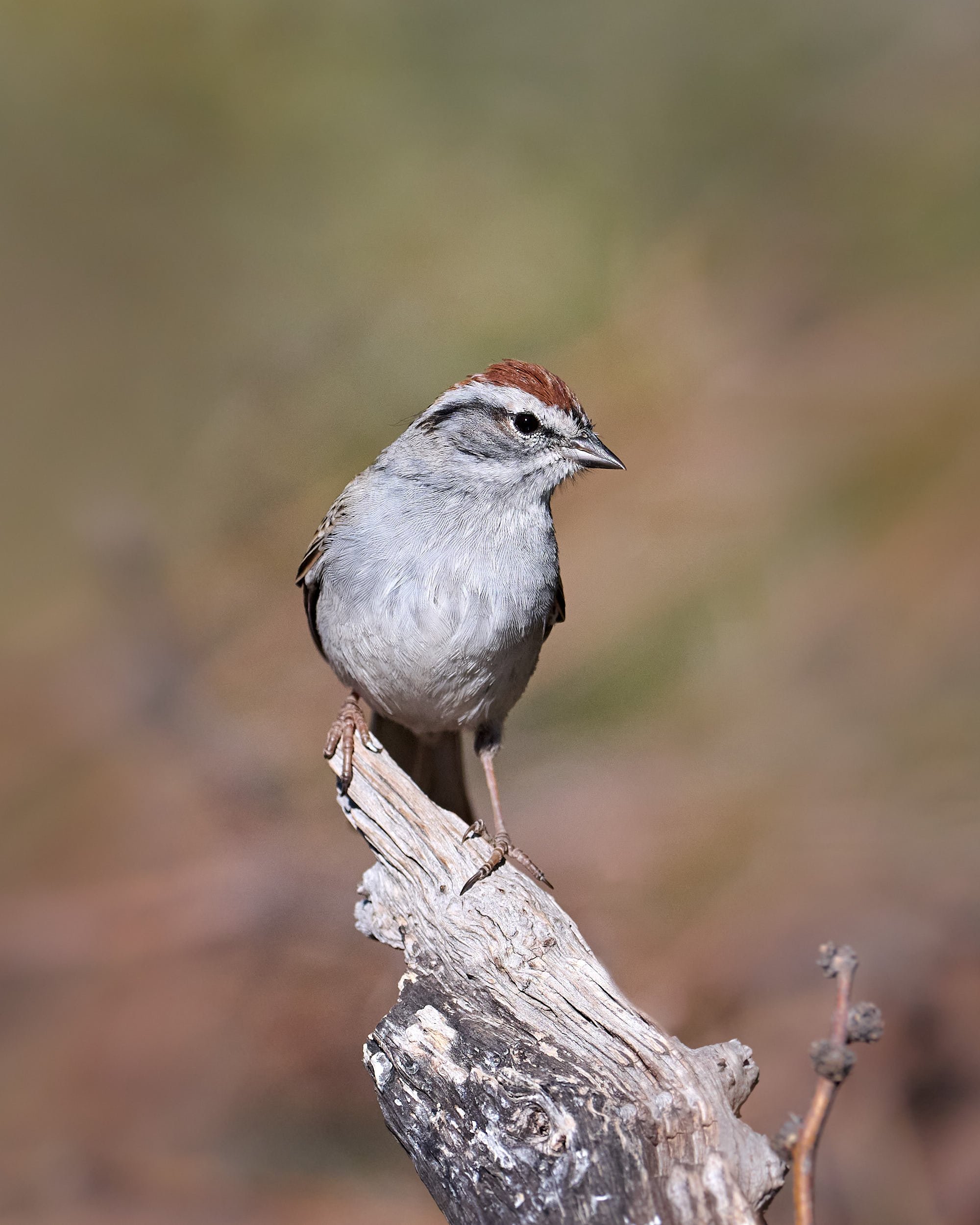 chipping sparrow 1105.jpg