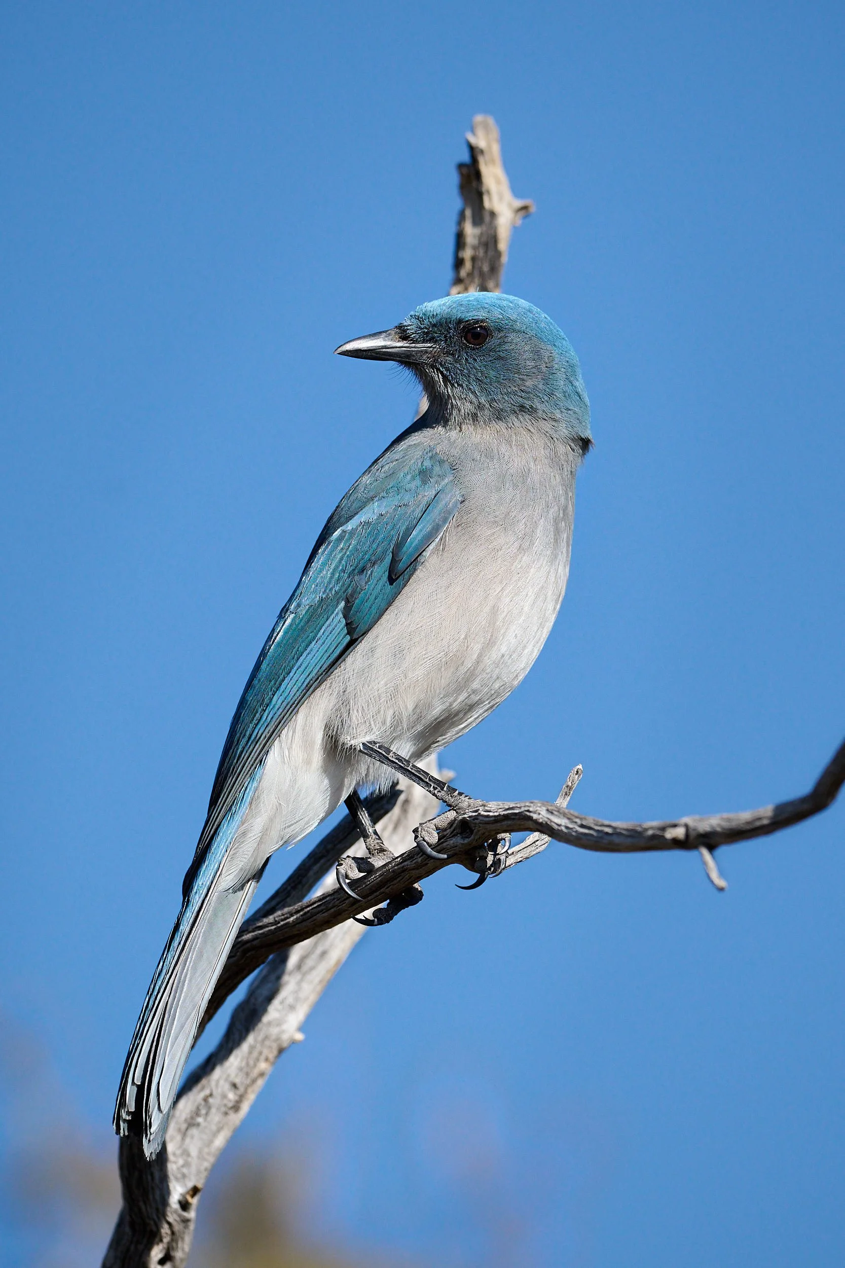 jay 0555.jpg