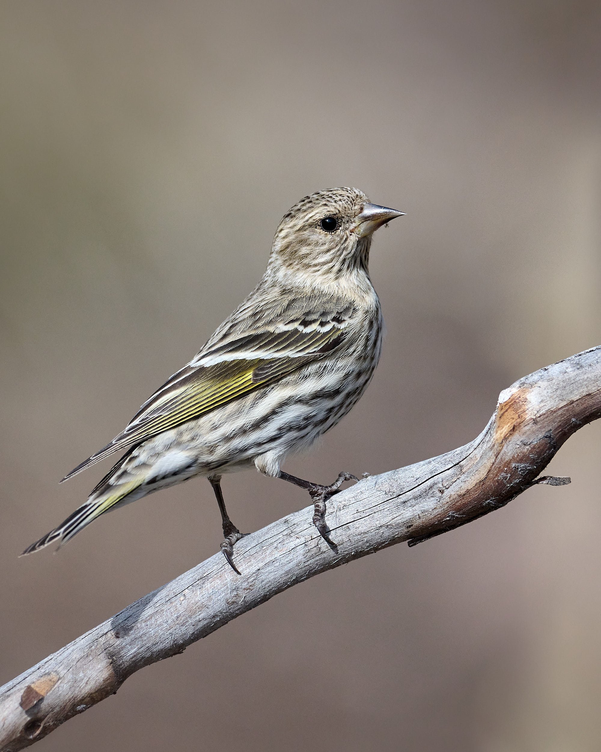 pine siskin 8309.jpg