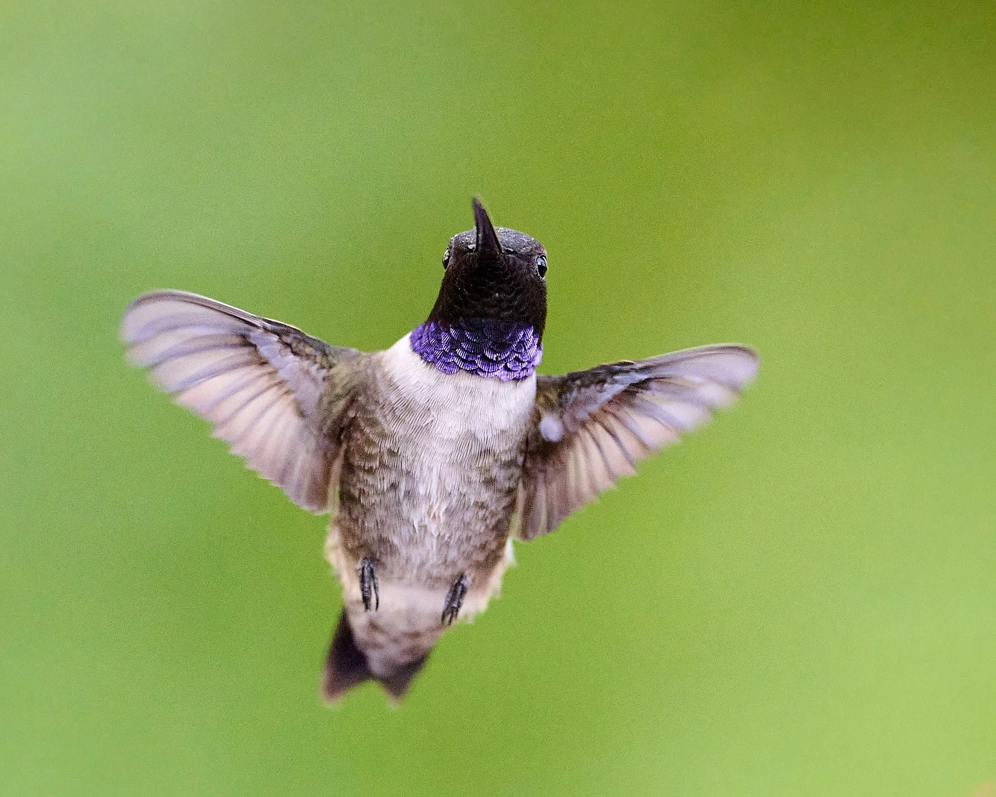 black-chin 6486.jpg
