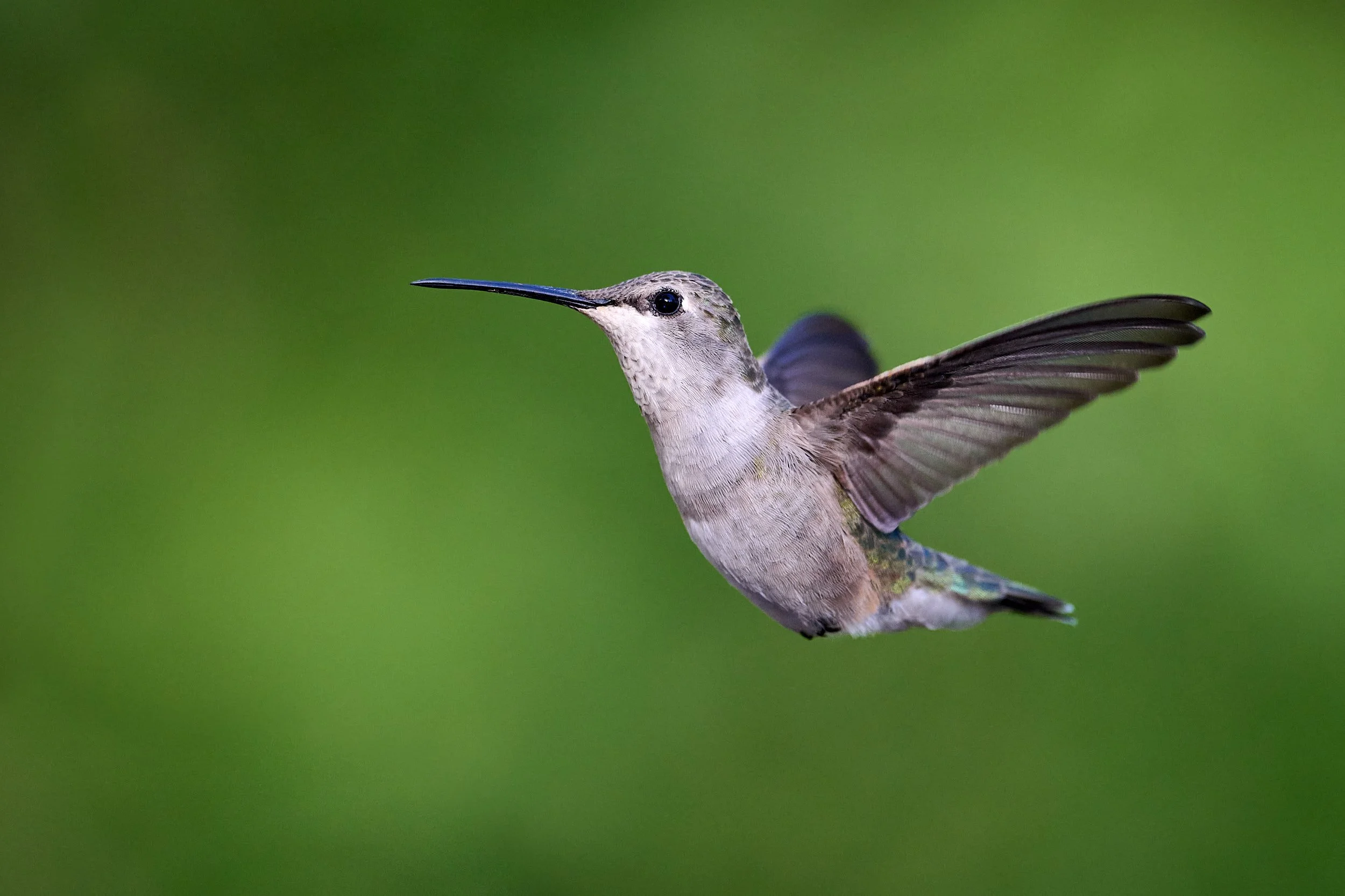 black-chin 7172.jpg