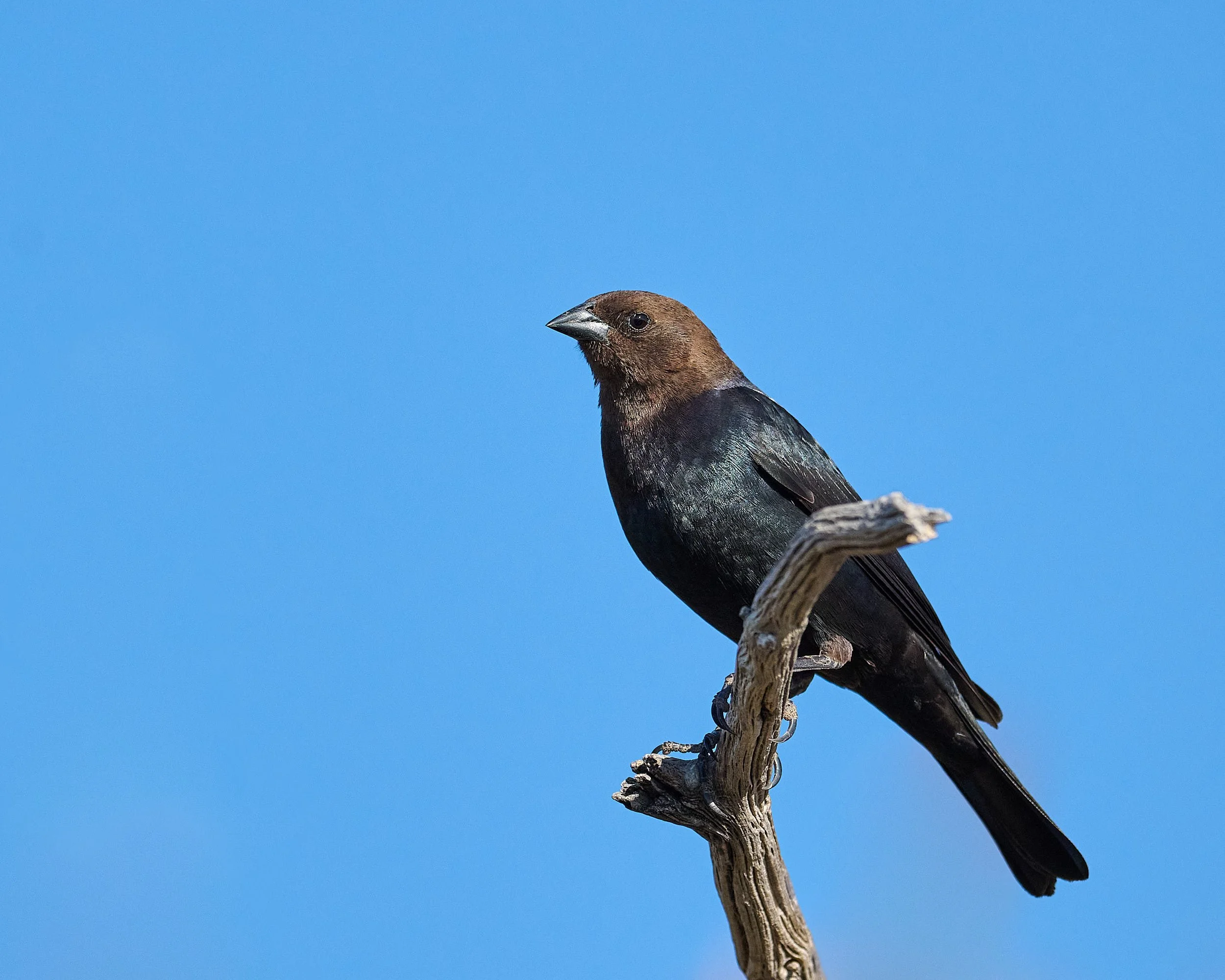 cowbird 0163.jpg