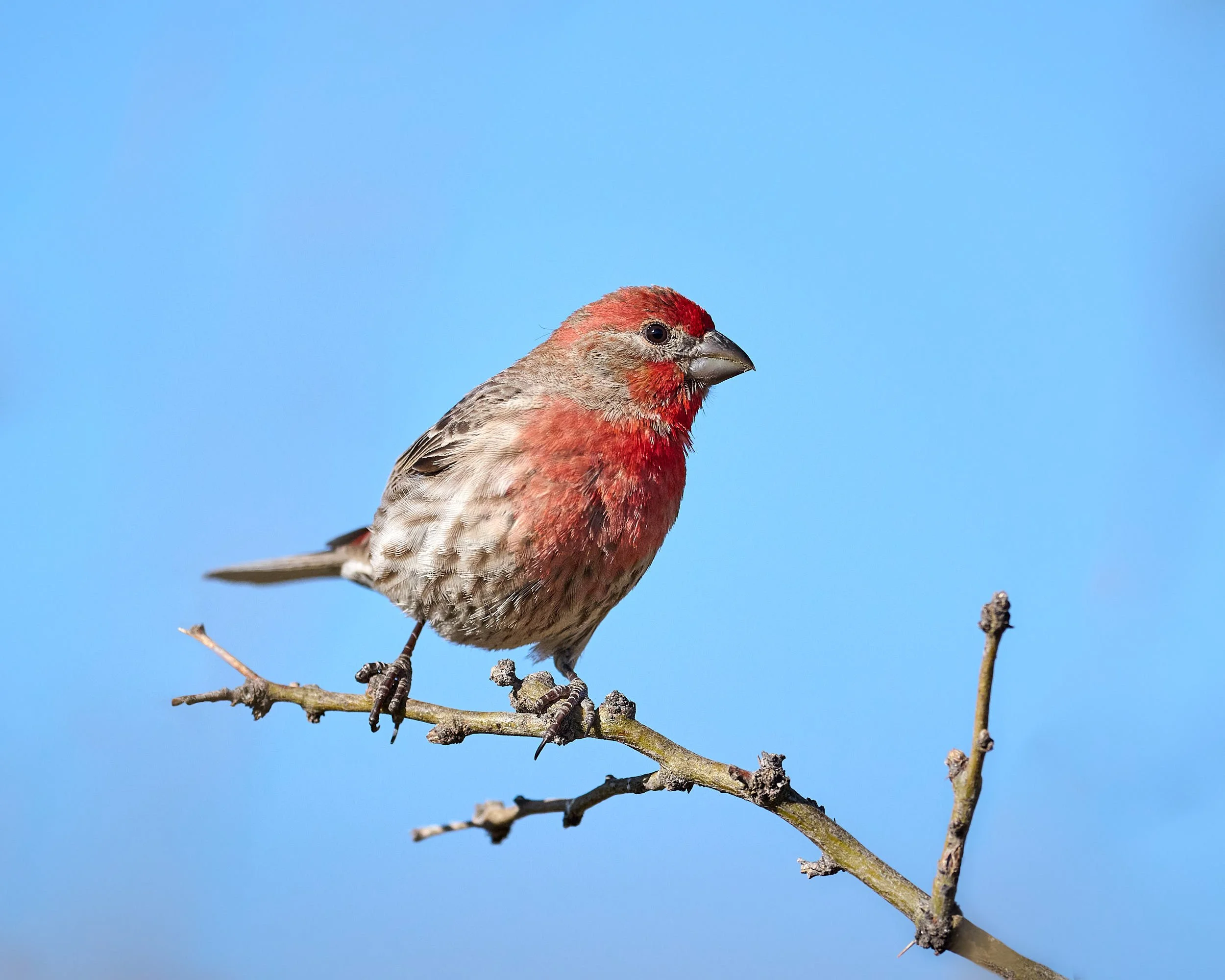 house finch 0645.jpg