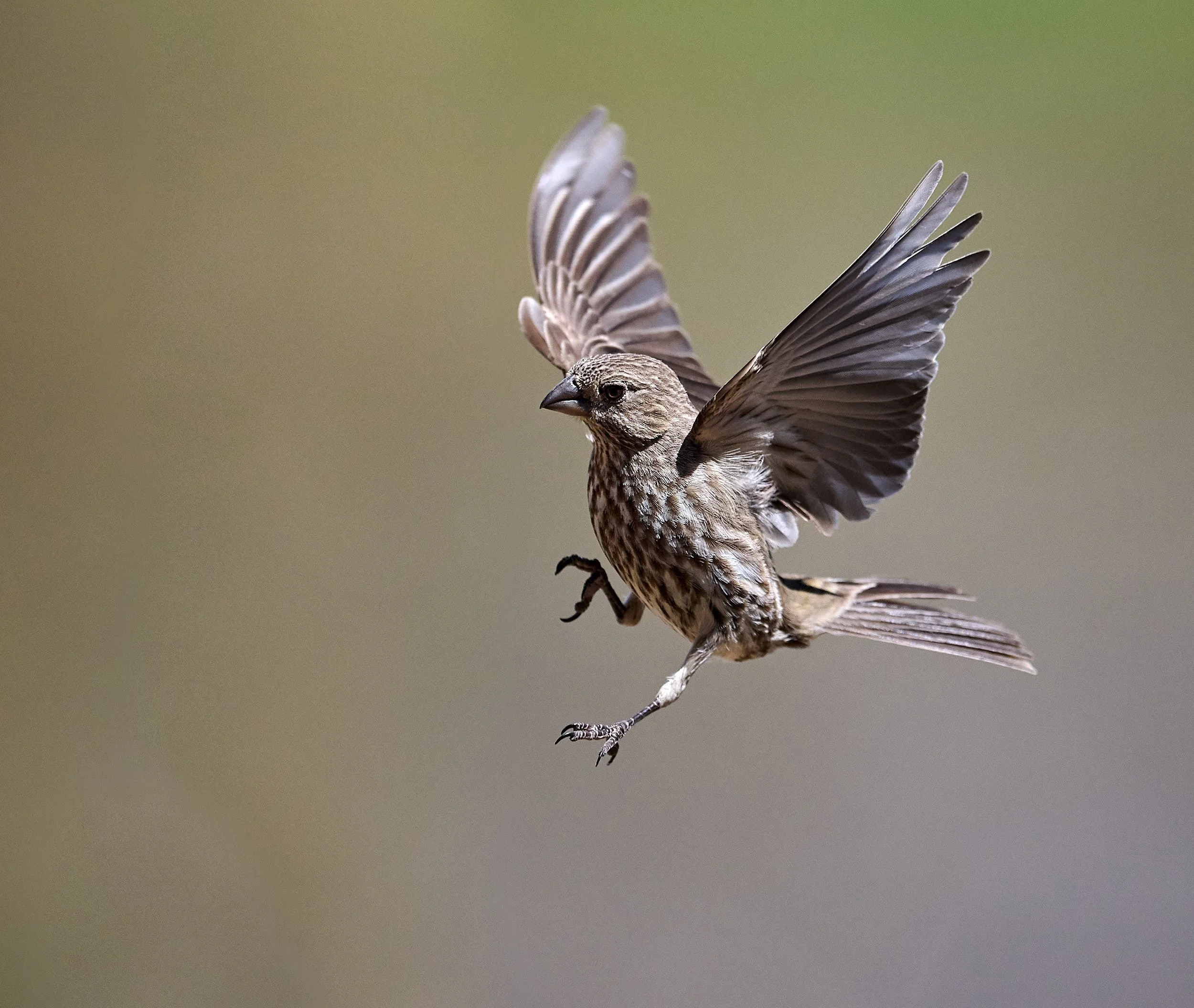 house finch 3902.jpg