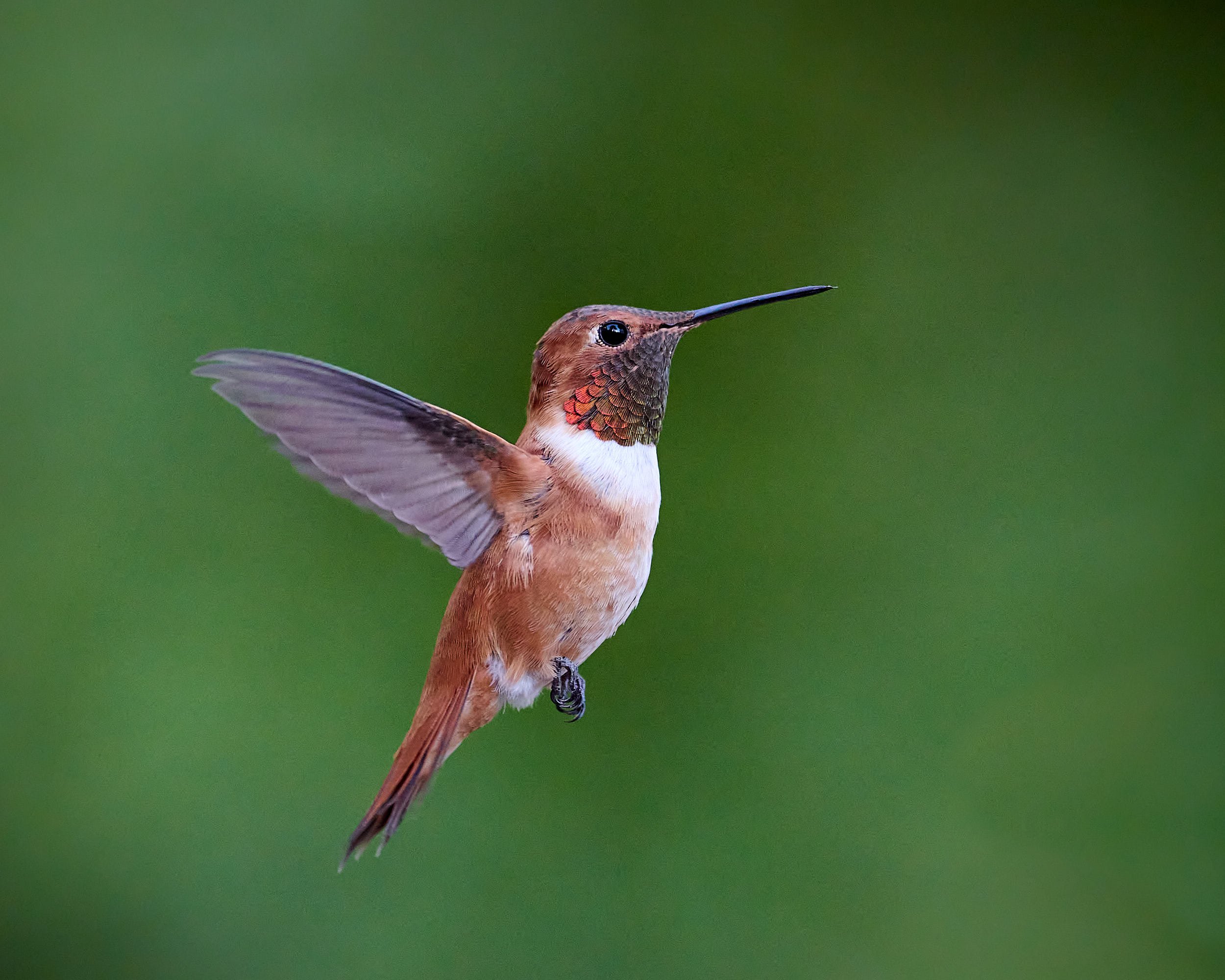 rufous 5819.jpg